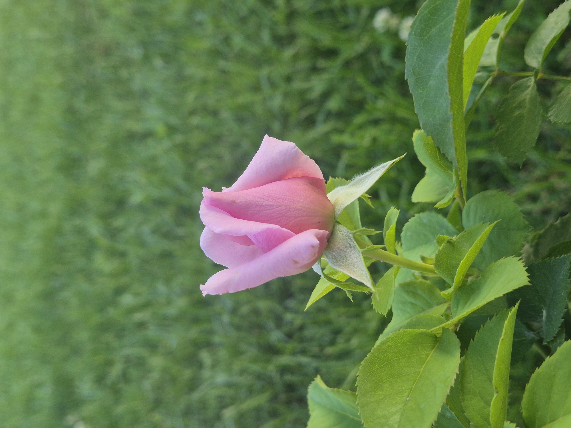 Pink roses and garden plants in close-up, Taldykorgan