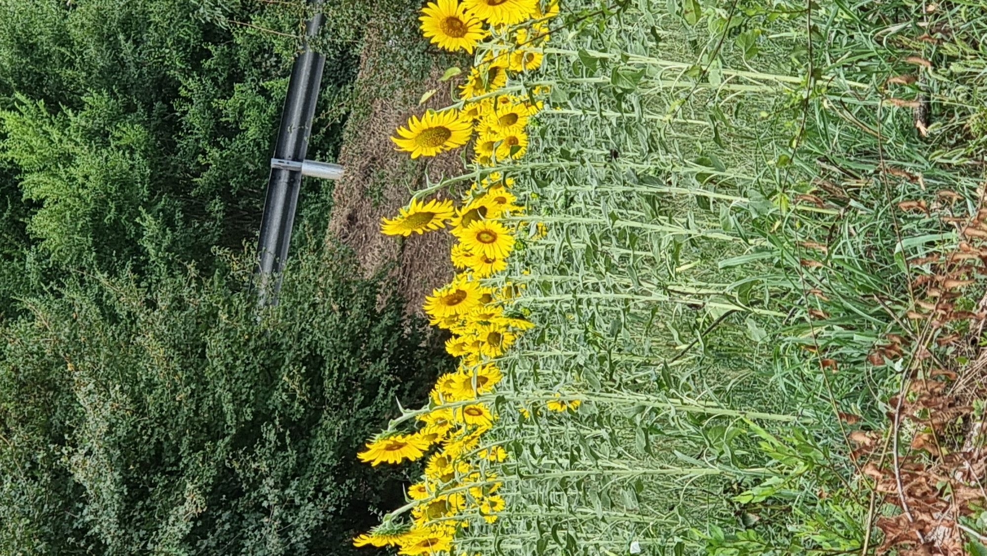 Sunflowers and silk trees in bloom near Olot, Spain