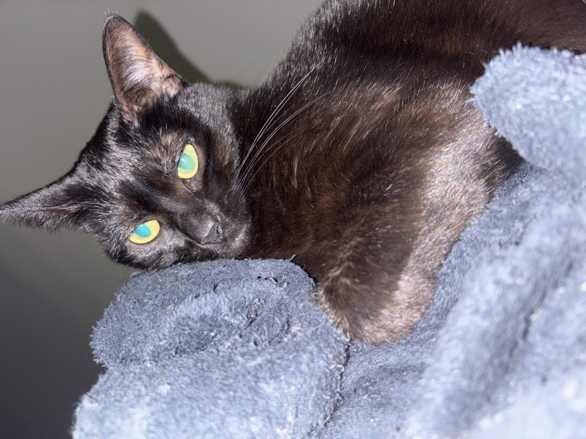 Cats resting on bedding captured in Mirandela homes