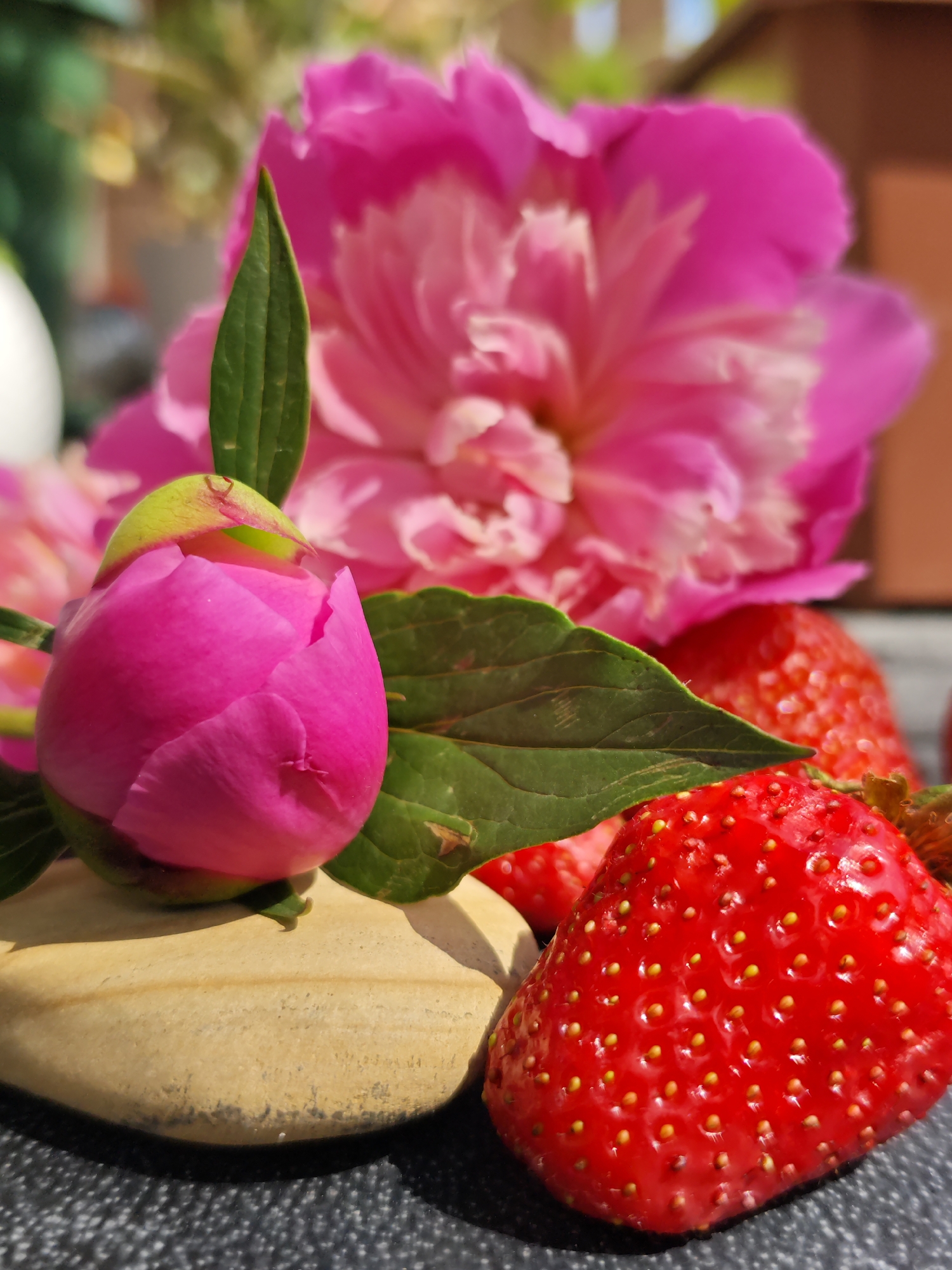 Sphynx cat and flowers documented in Russian balcony scene