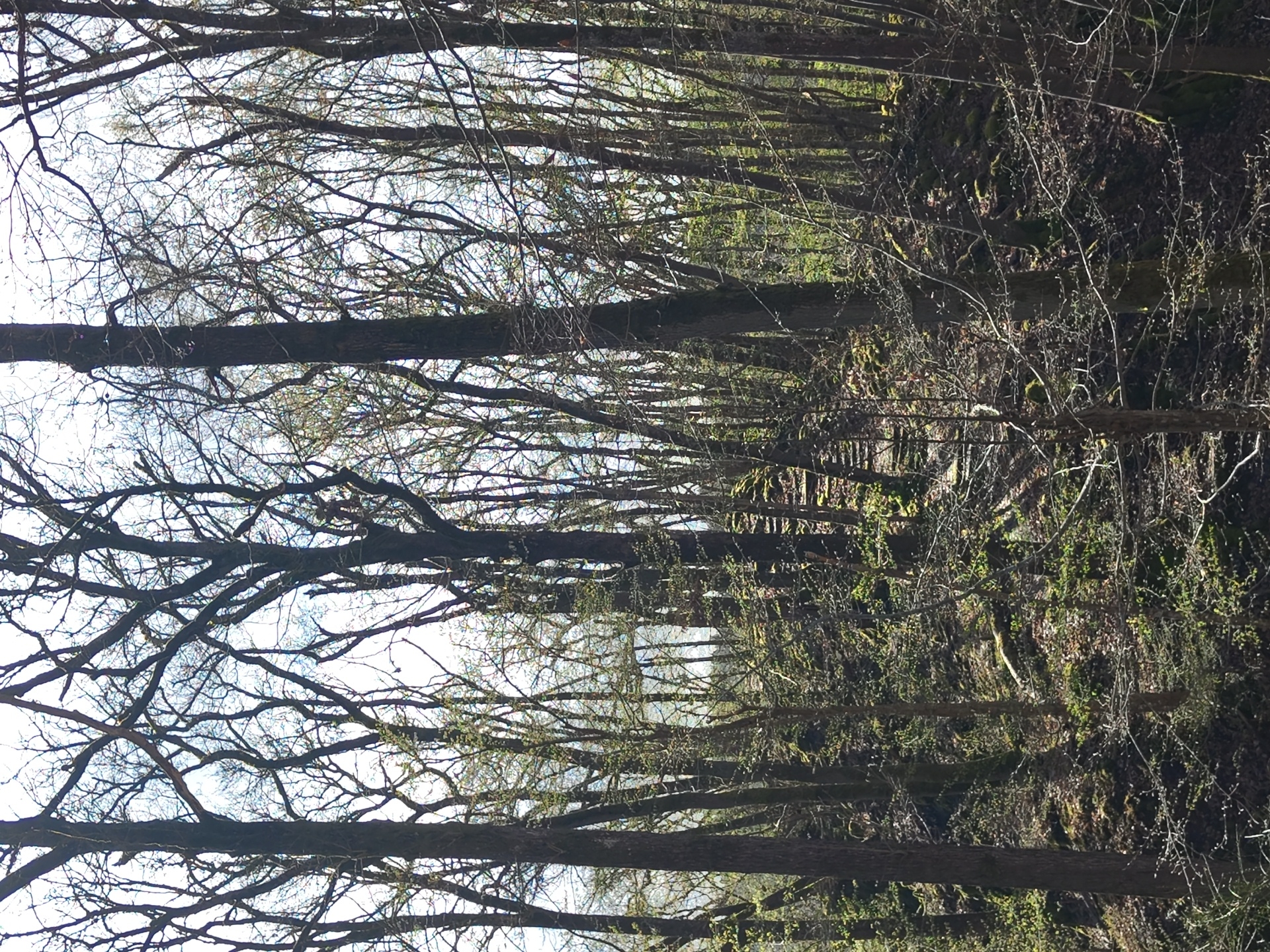 Forest hike documented through Mettlach Germany woods over one hour