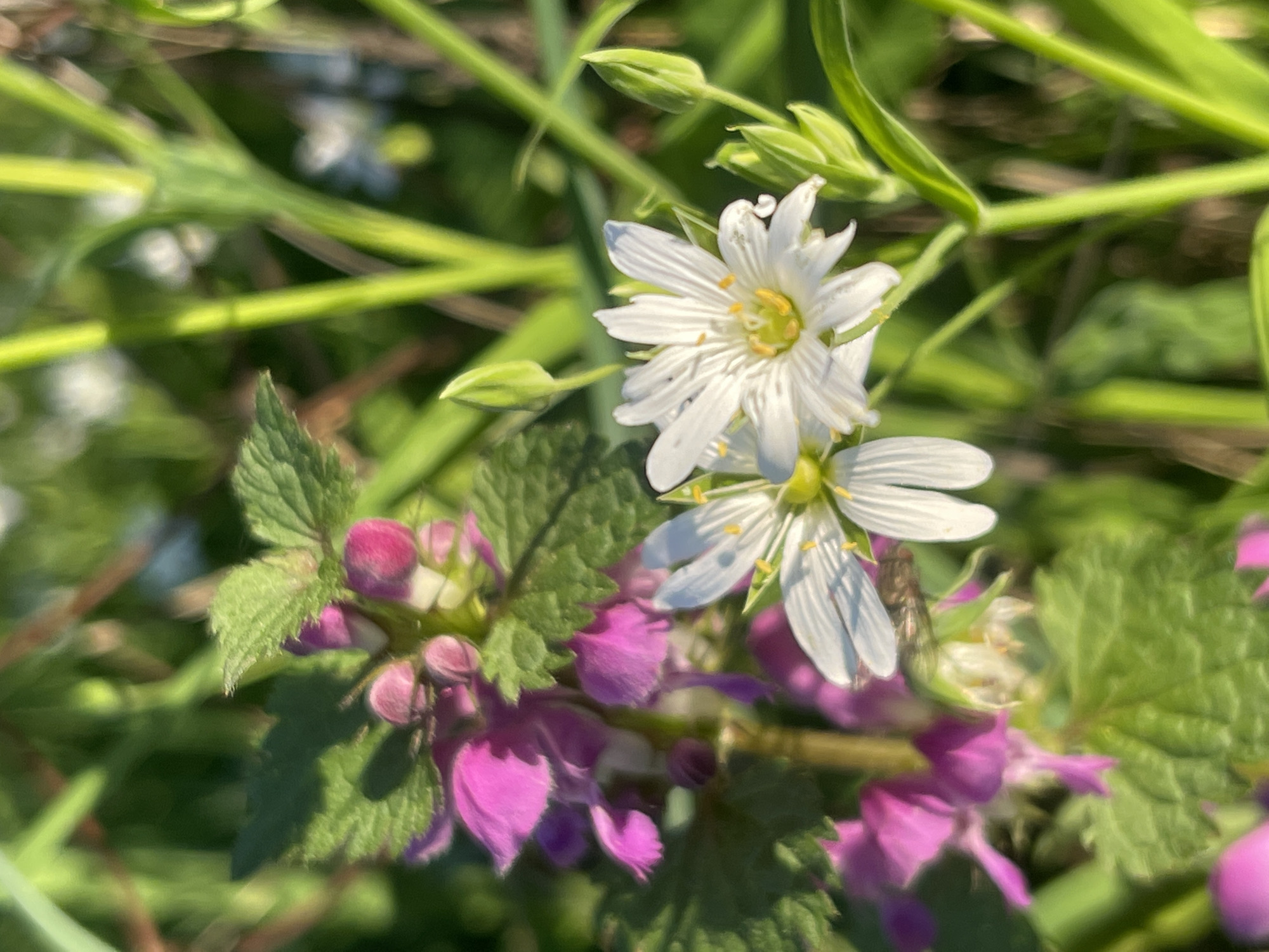 Spring wildflower blooms documented during nature walk in Zhigalki, Russia