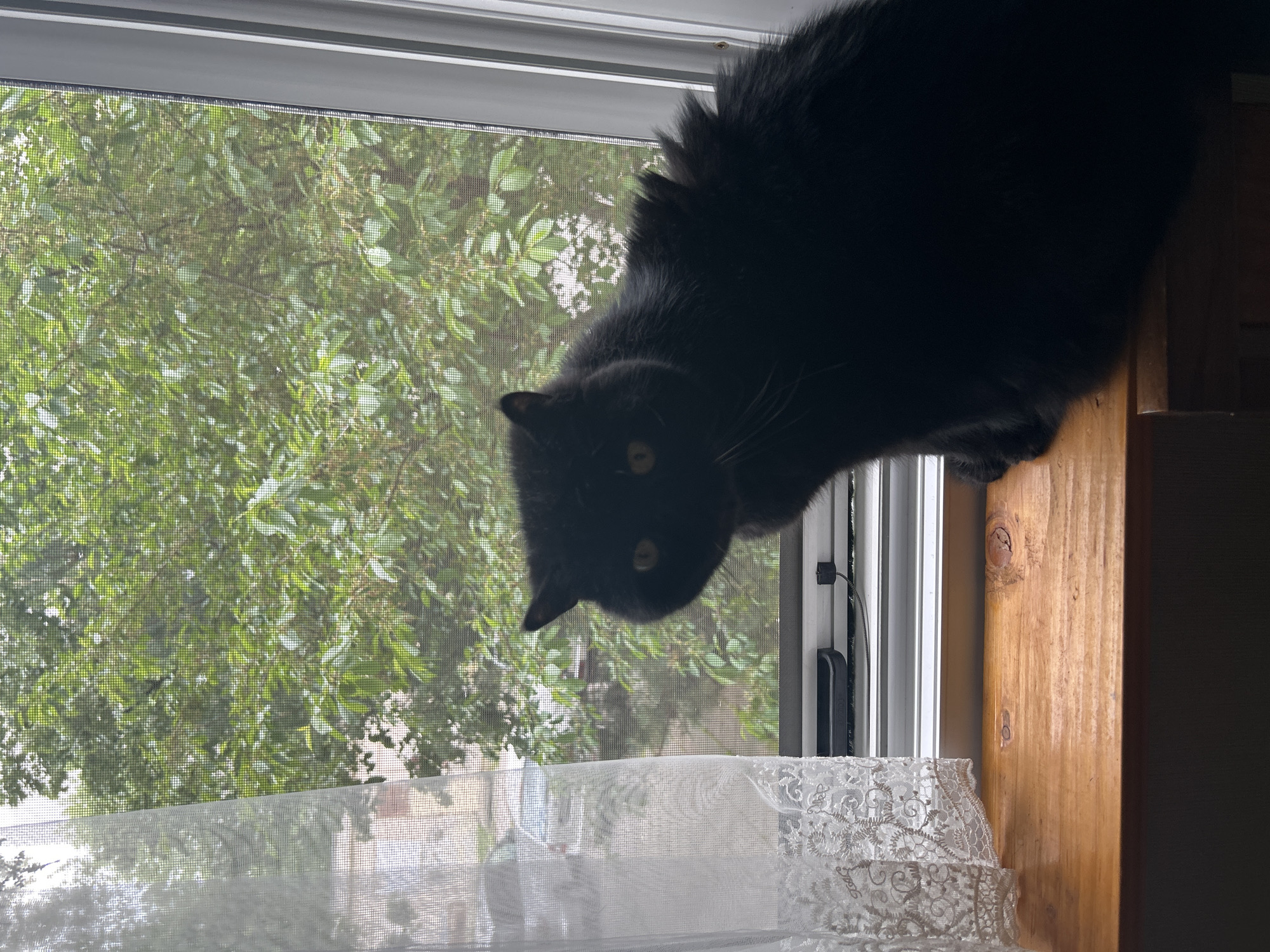 Black cat observed lounging on windowsill for over hour