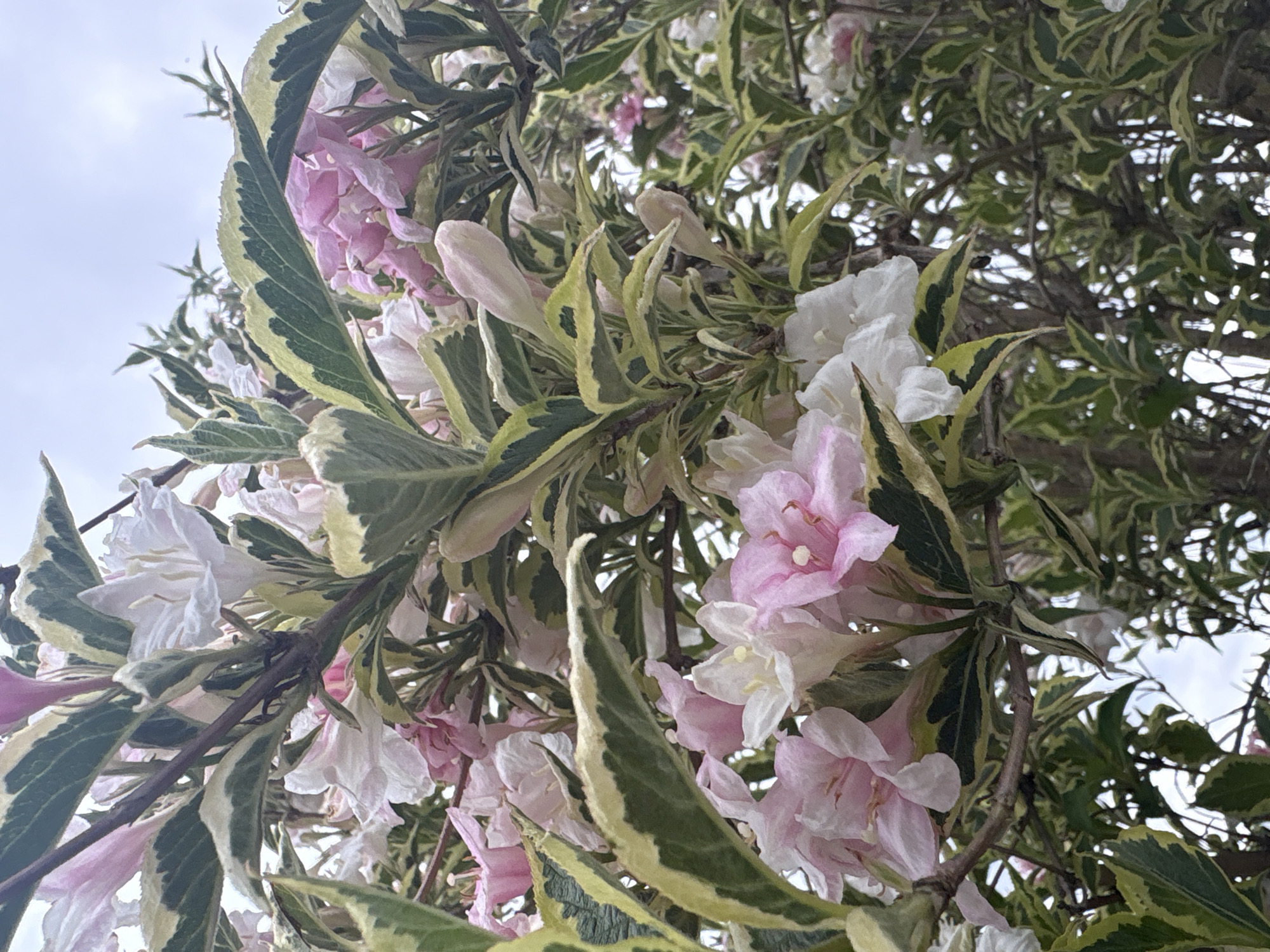 Spring garden flowers documented in 40-minute photography session
