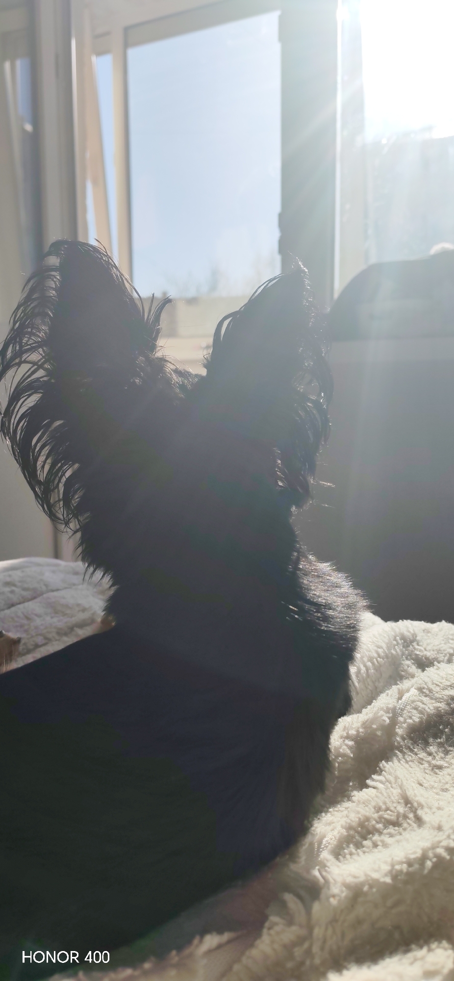 Everyday moments with pets and family documented in Noviy, Russia