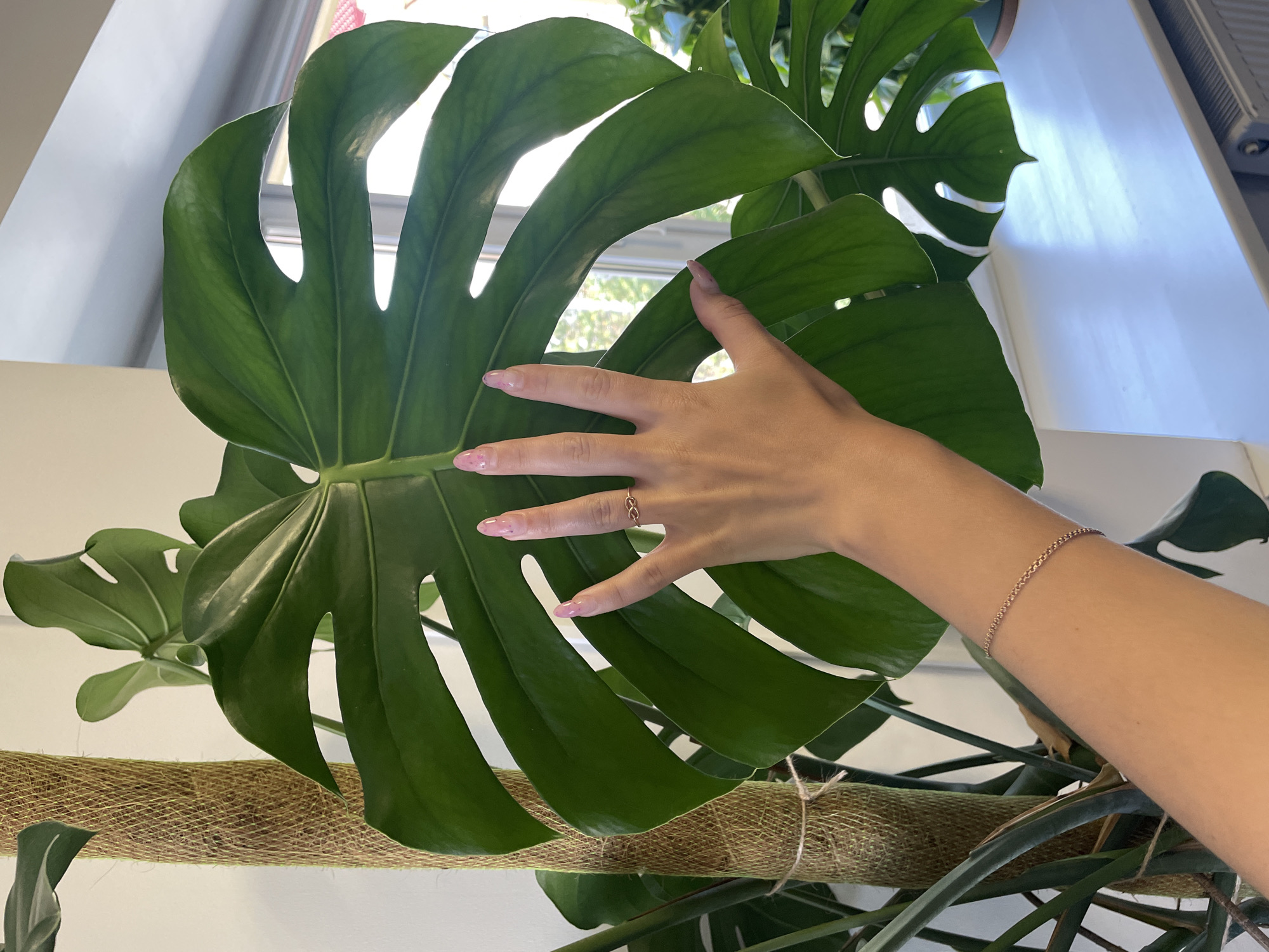 Kyiv studio interior with plants, decor, and a low-key celebration