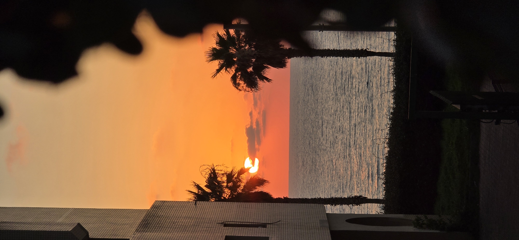 Sunset hour in Bat Yam, palms, flowers, and a cat