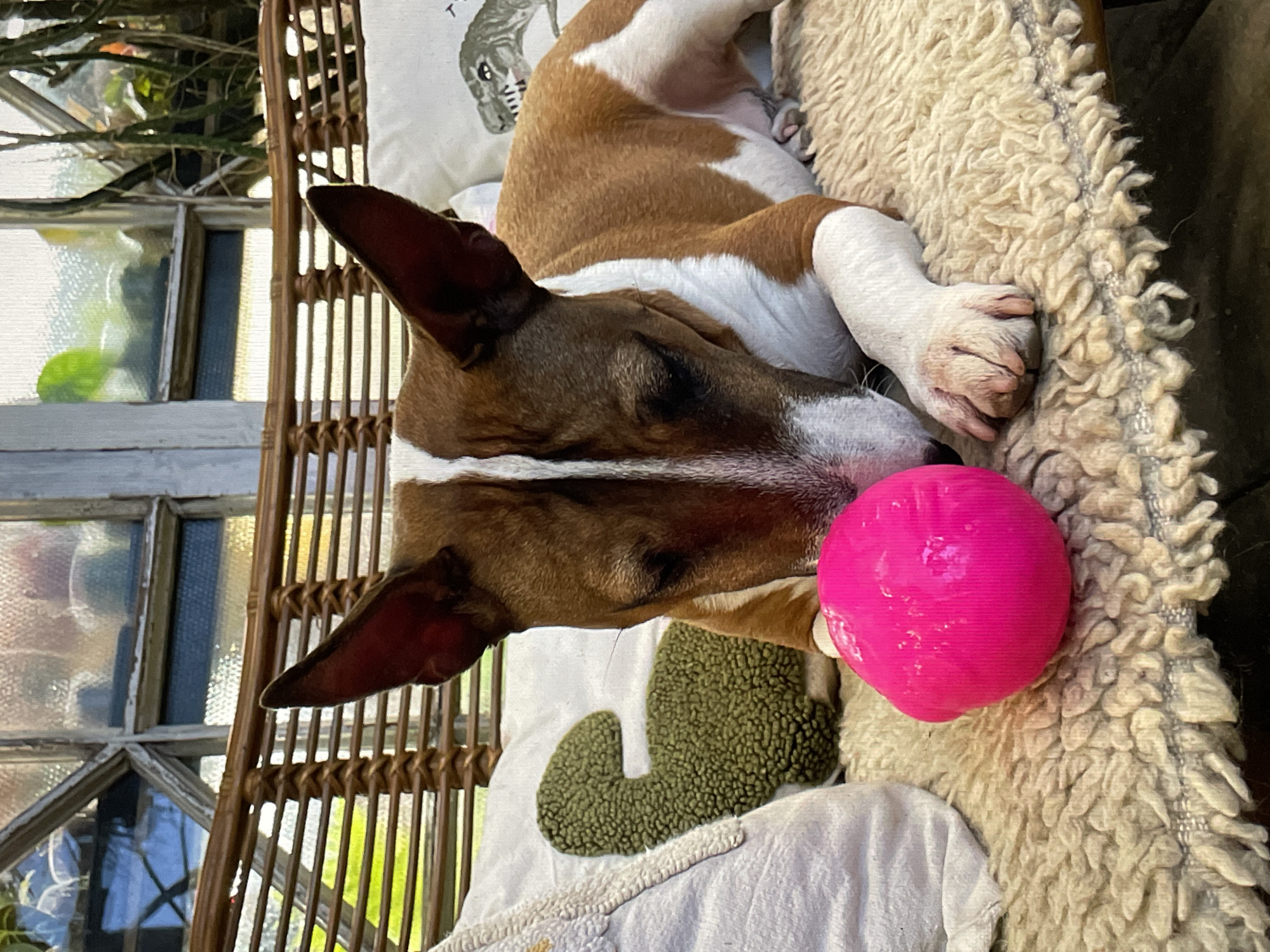Bull Terrier rests with pink ball on indoor chair