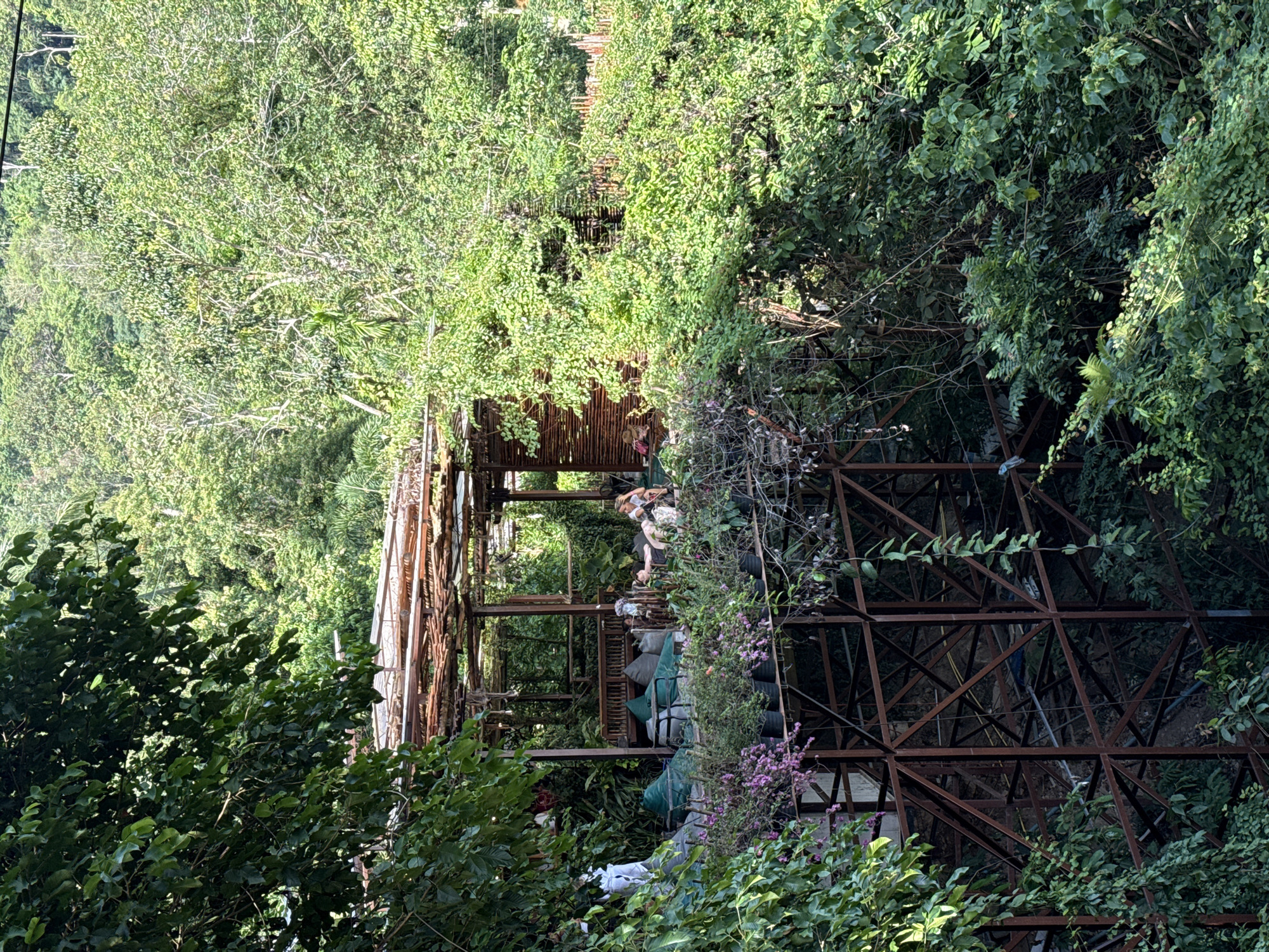 Finding Sanctuary in the Dense Canopy of Ko Samui