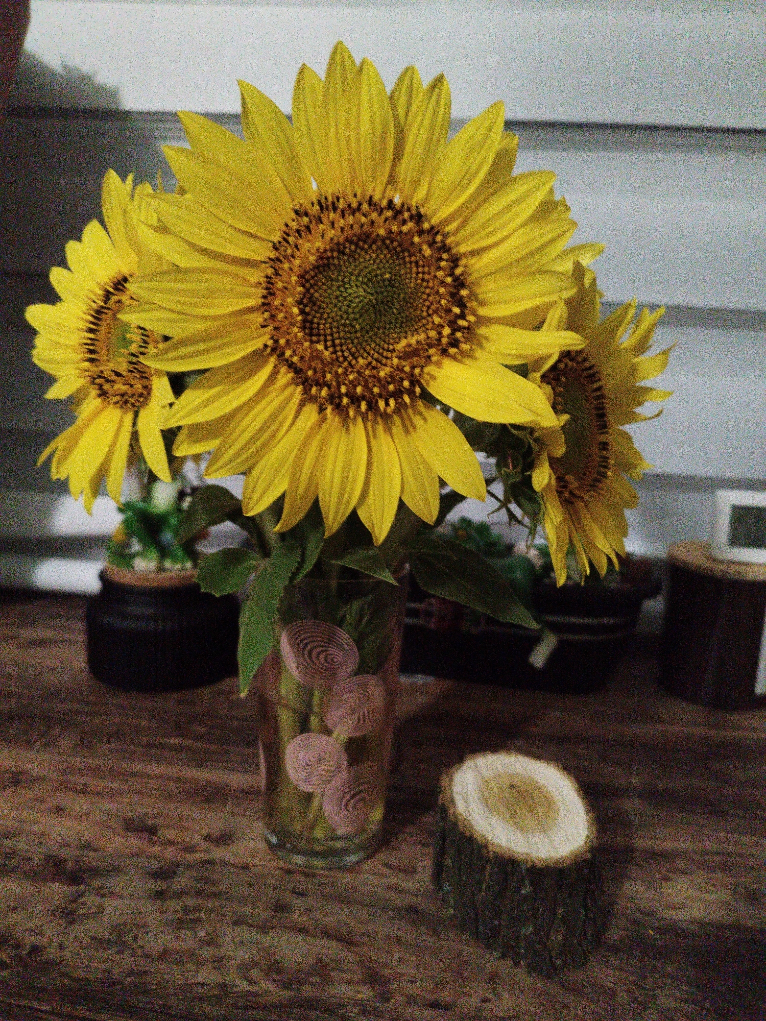 Sunflower still life, two lighting moods, Lozova