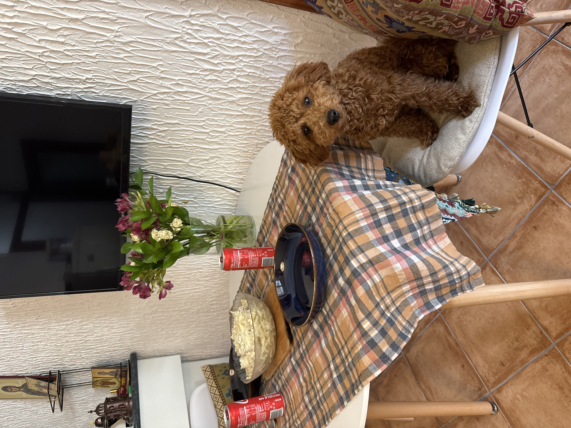 Brown poodle sits at dining table in Montenegro