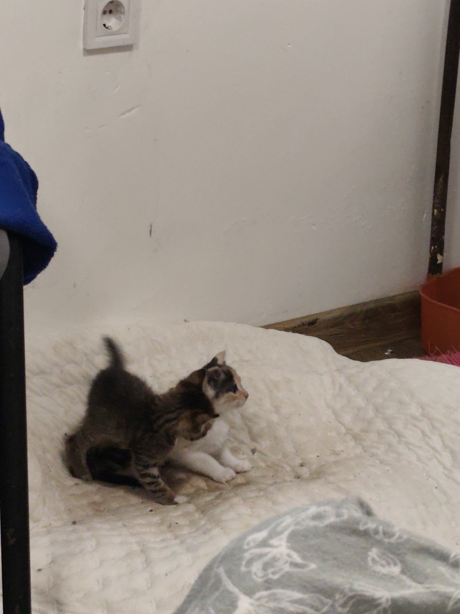 Domestic cat family documented in Bulgarian home setting