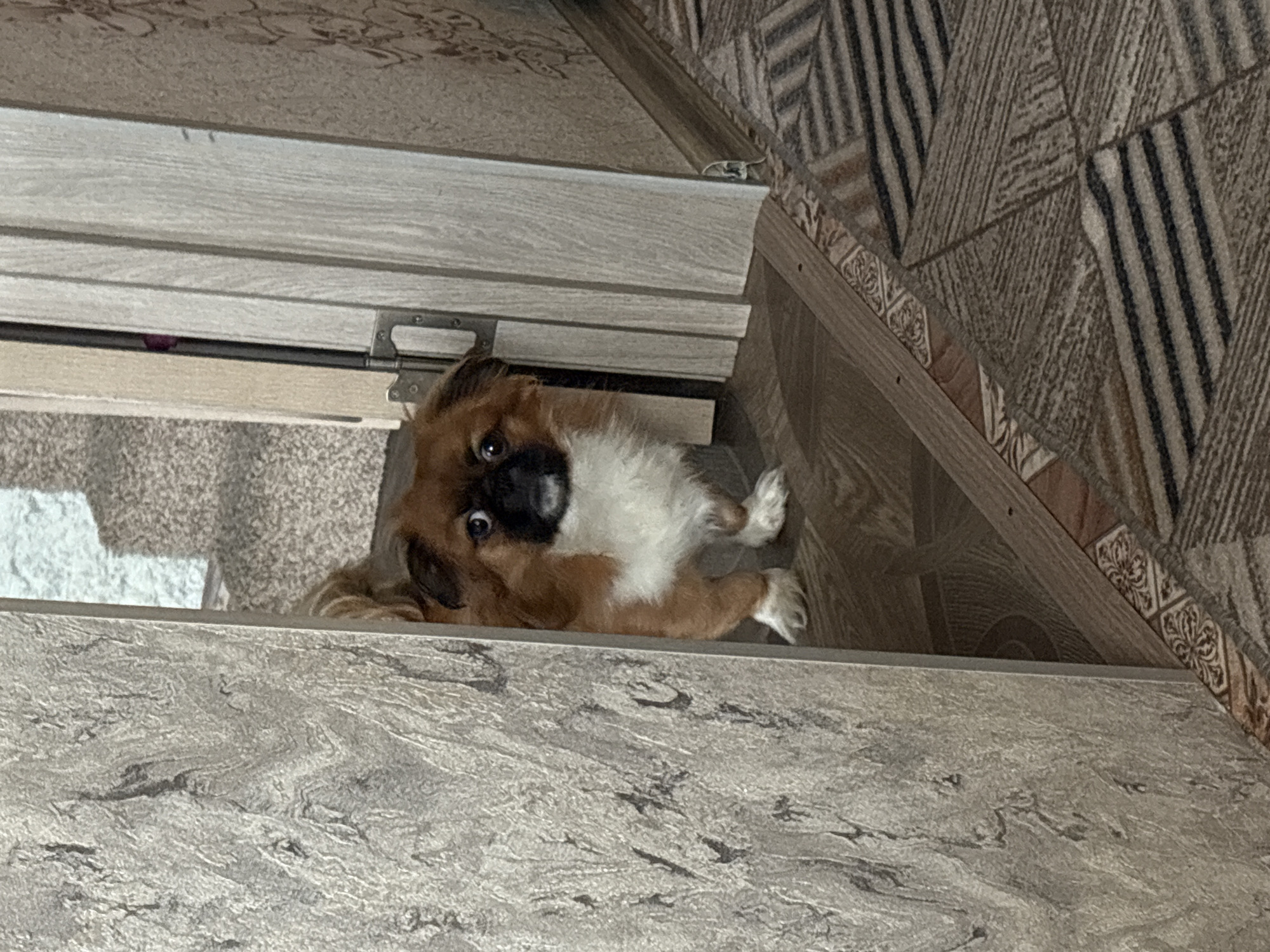 Dogs rest on rugs in Klin home