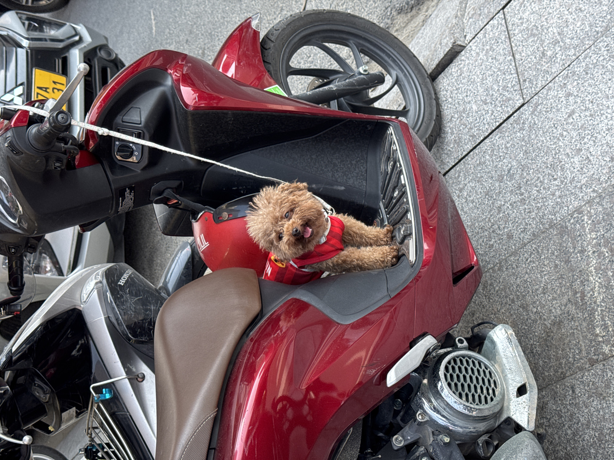 Poodle in Manchester United jersey rides scooter in Đà Nẵng