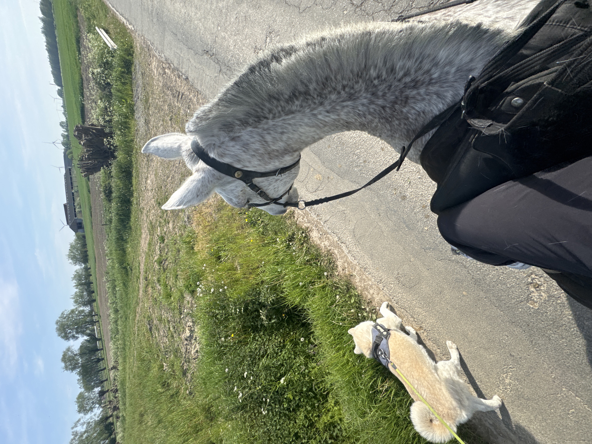Horse rider with dog spotted on Estaimpuis road