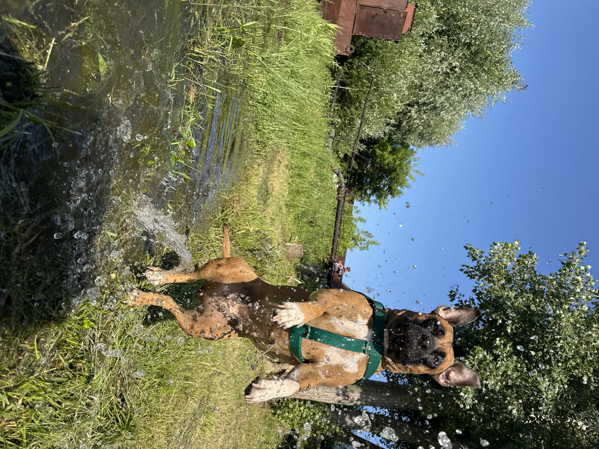 Boxer dog goes all-in at a Chaikovsky waterfront on a summer day