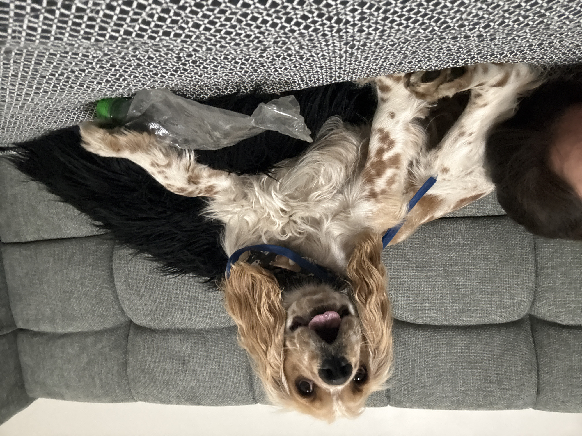 Cocker Spaniel relaxes upside down on sofa in Mexico