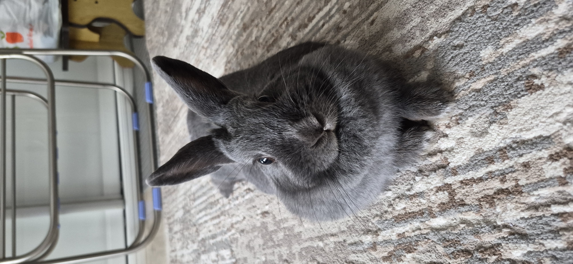 Grey rabbit snacks on carrots across multiple casual clips