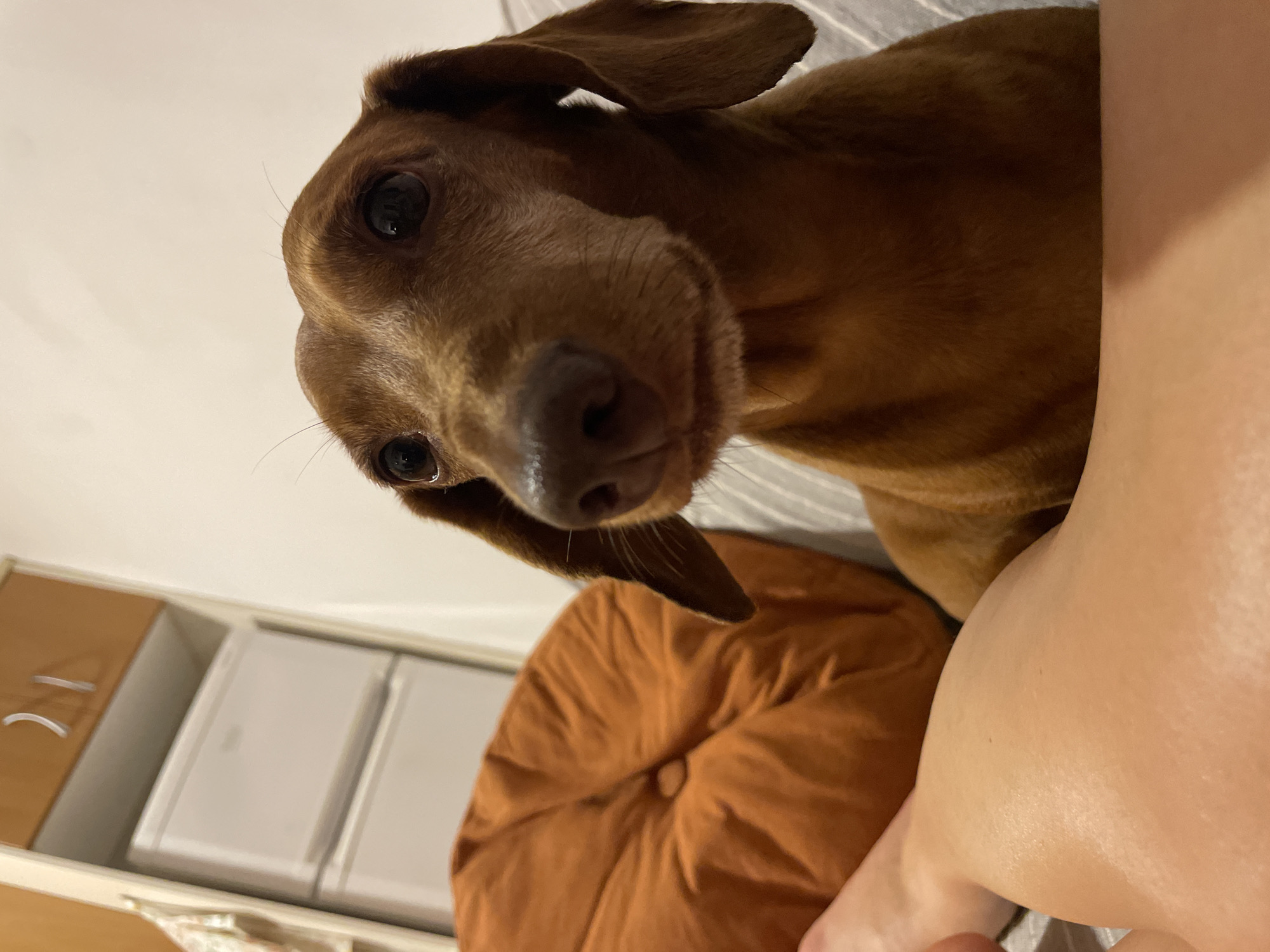 Homemade patties, a hungry dachshund, and dusk streets in La Línea