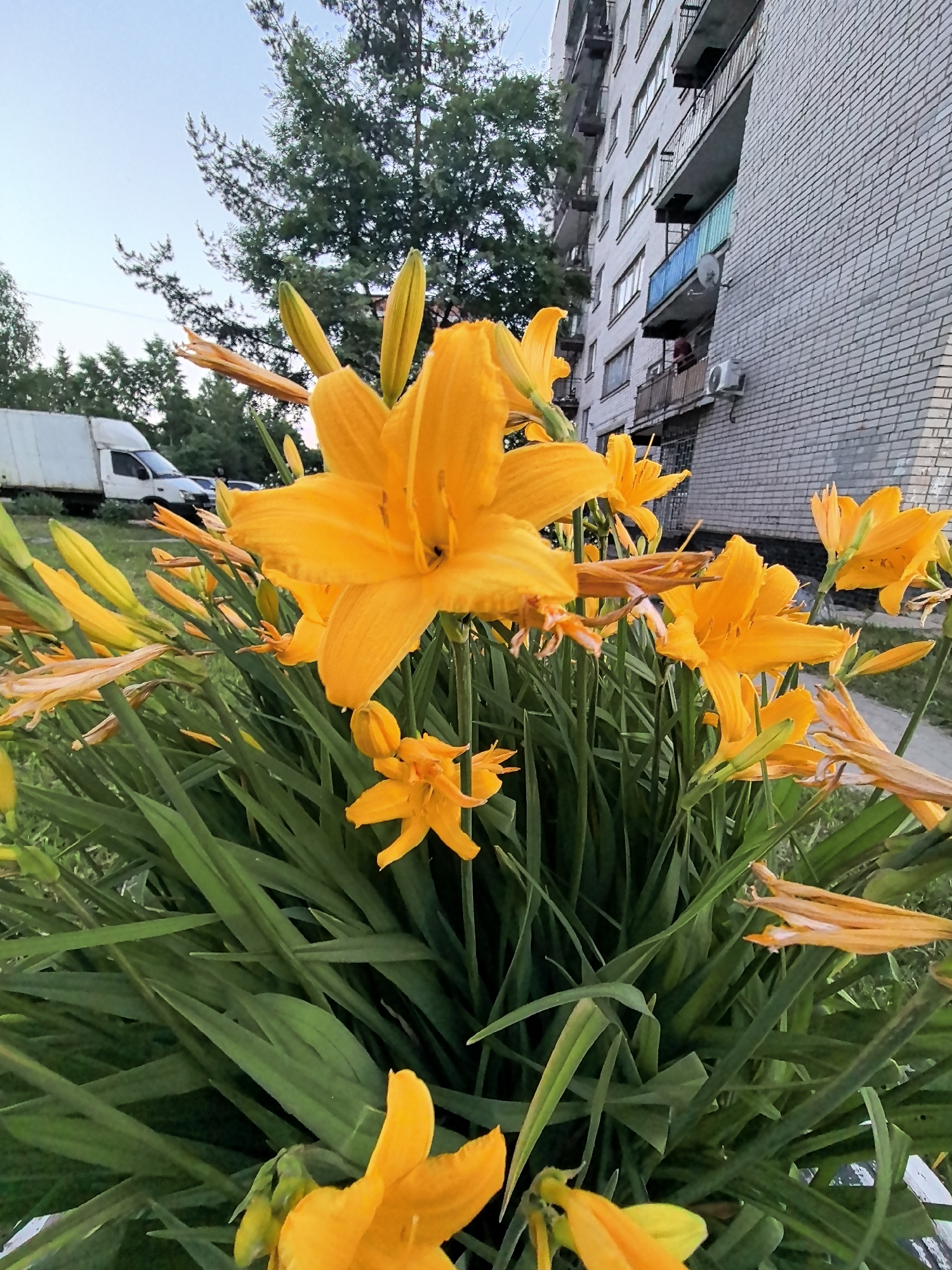 Evening flower walk documented through sunset streets of Vologda