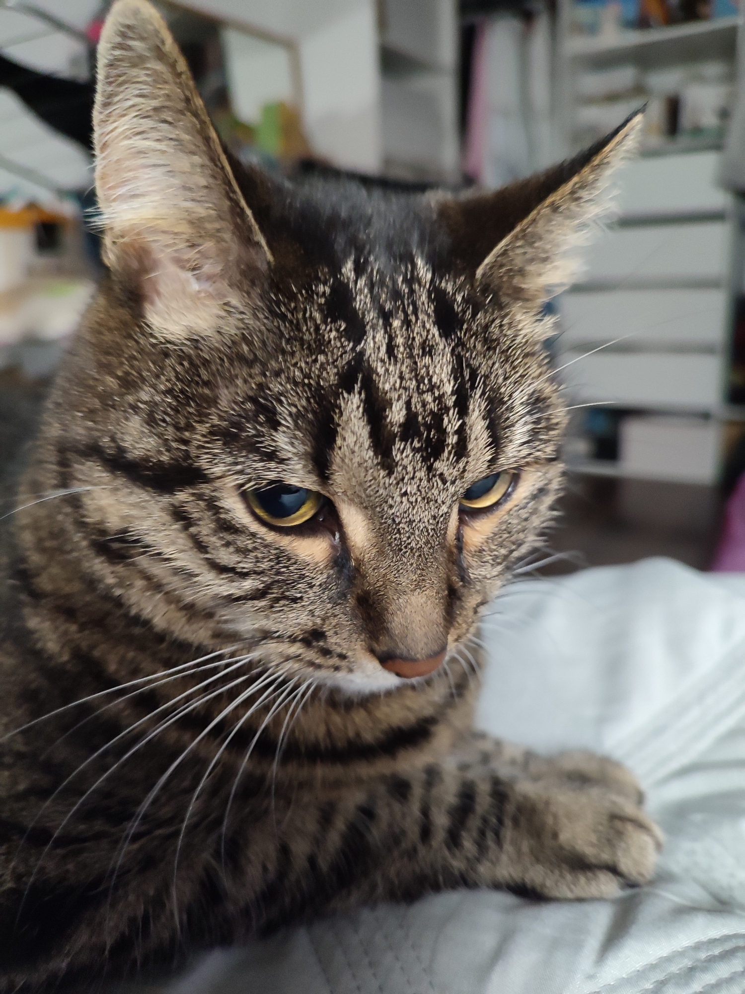 Tabby cat relaxing on a white surface, caught from multiple angles