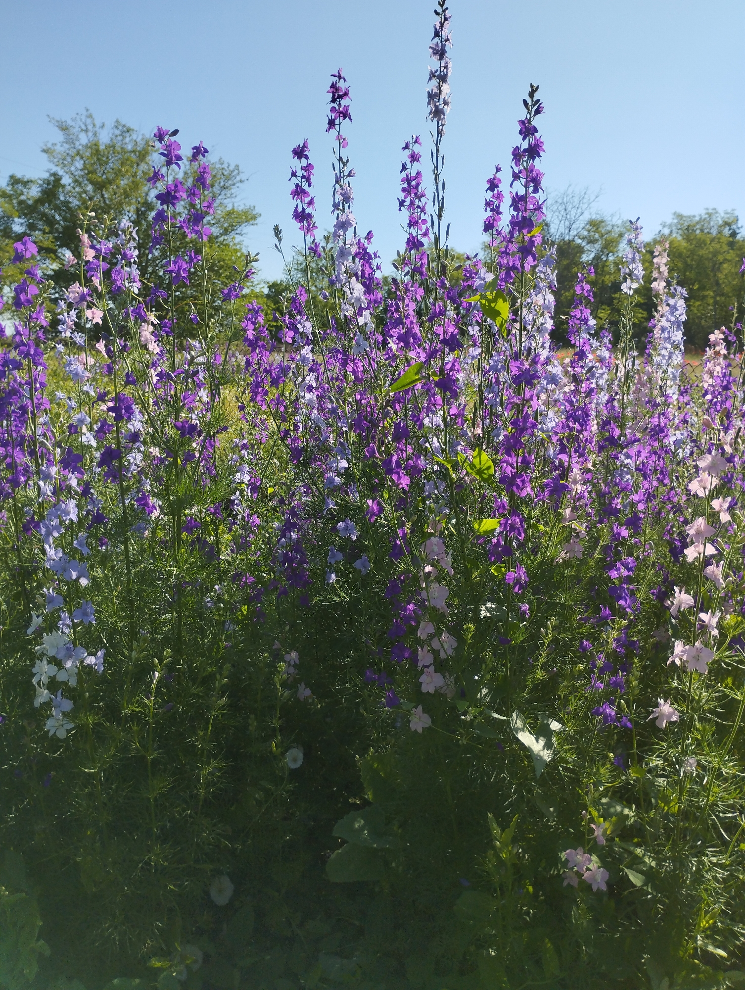 Morning Garden Blooms Documented in Vasylivka, Ukraine