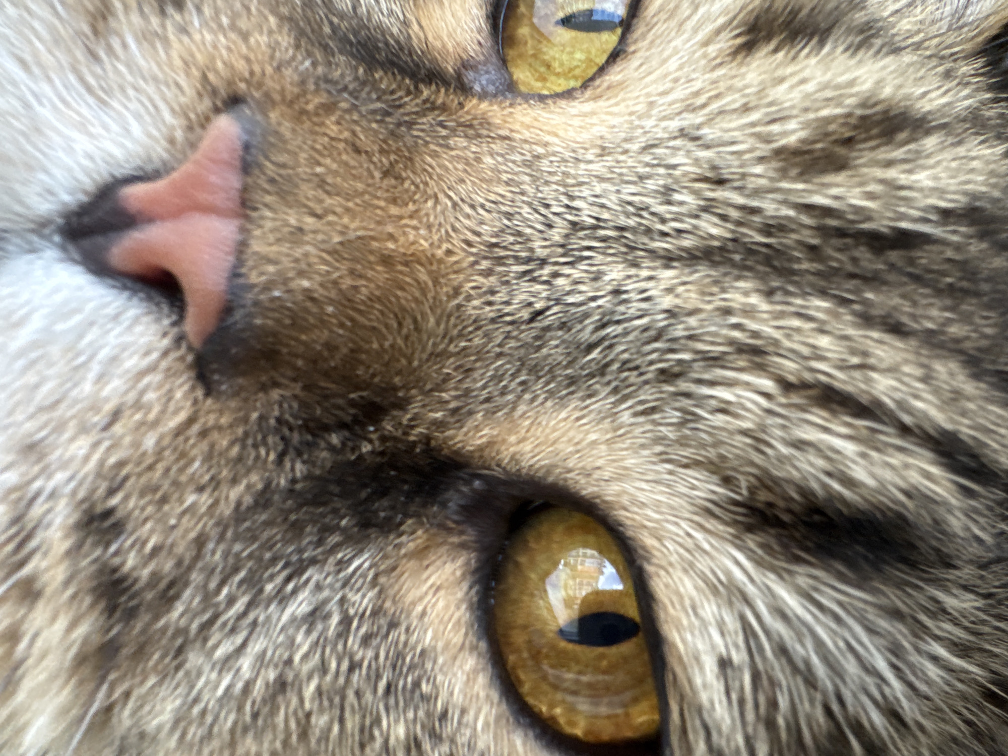 Tabby cat up close, amber eyes half-shut