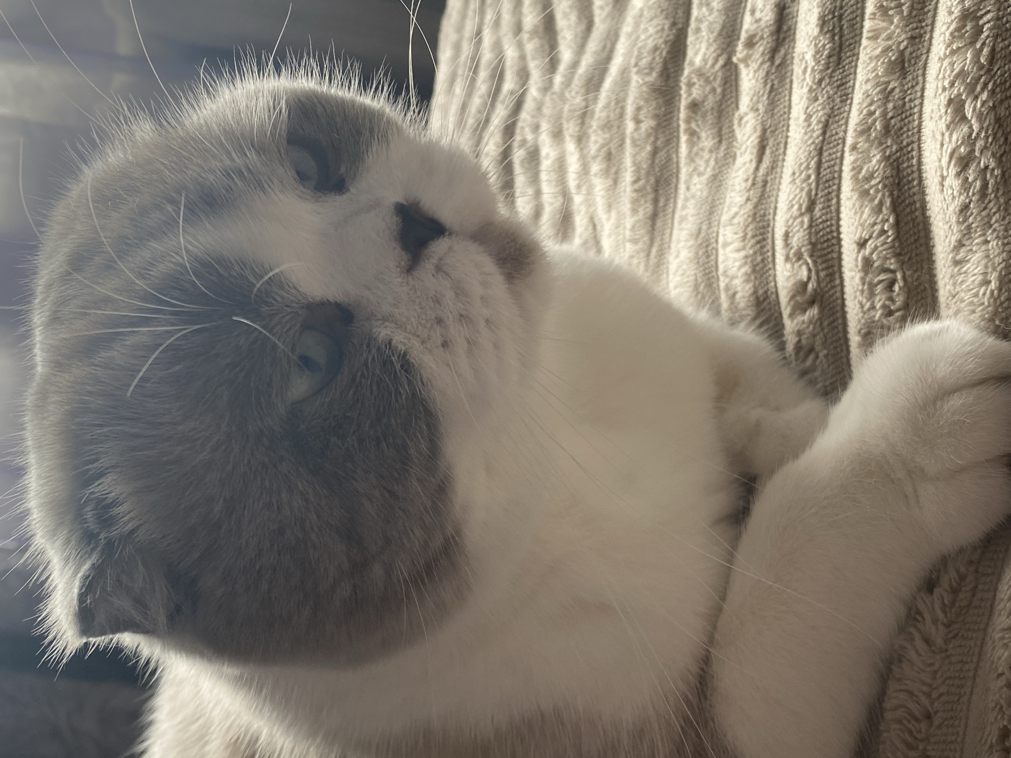 Scottish Fold cat and fresh waffles, cozy morning in Novokuznetsk