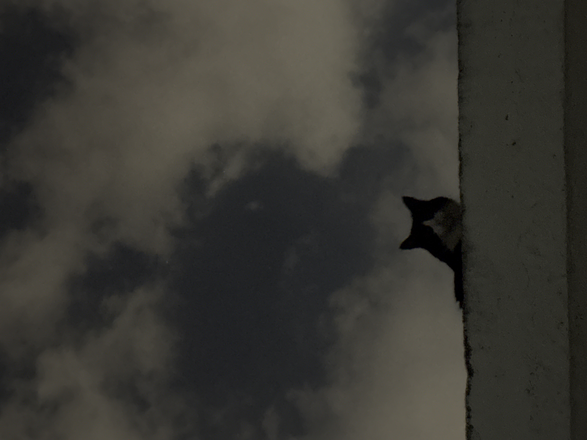 Cat spotted near concrete structure in Puebla under cloudy skies