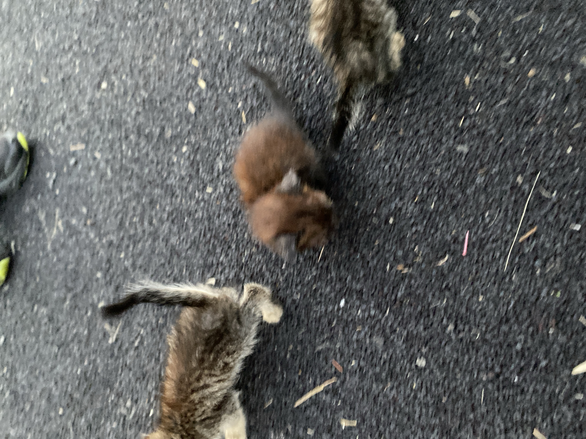 Kittens and kids at a village playground, summer dusk