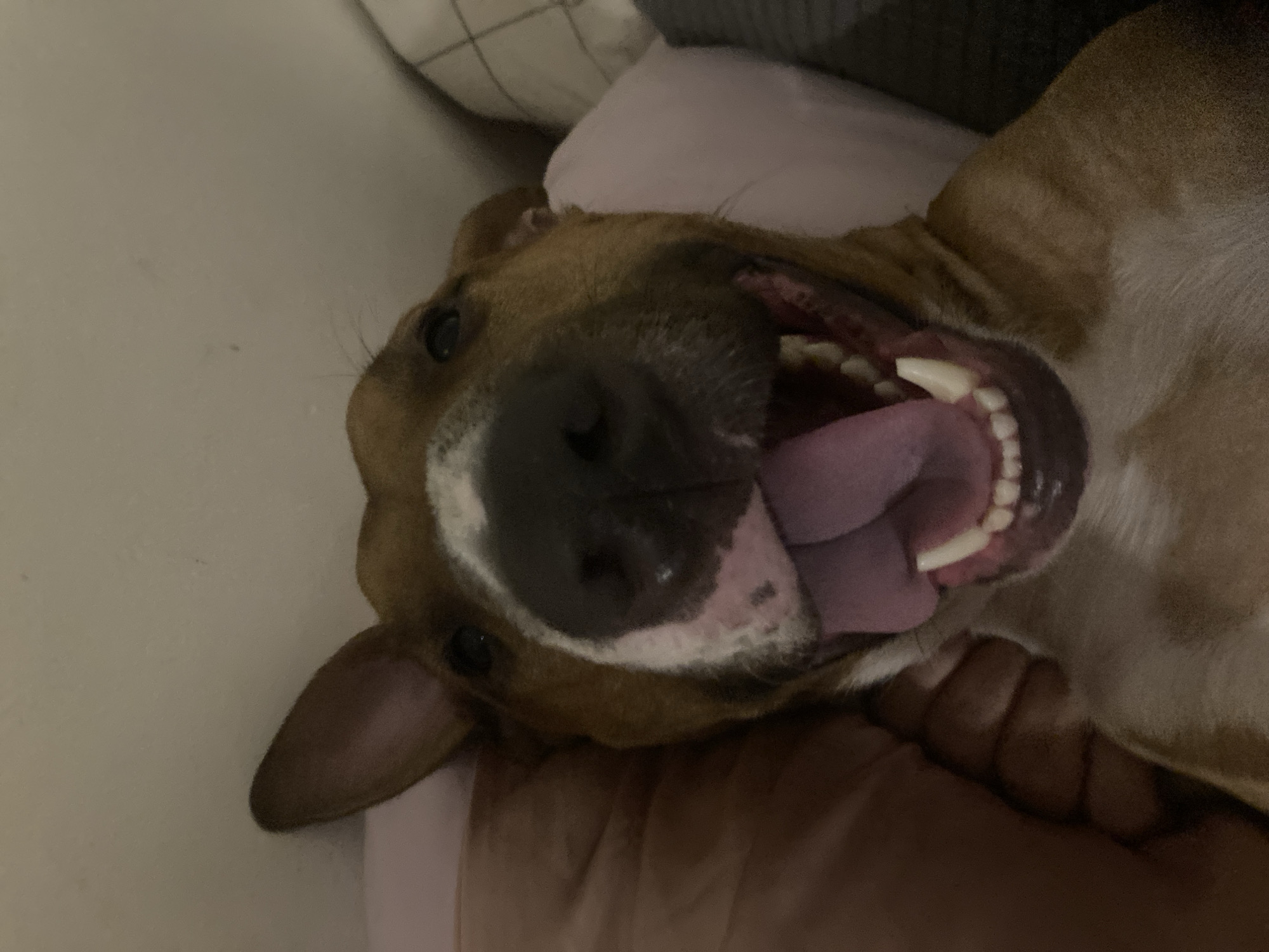 Bull Terrier plays indoors with toys during evening hours