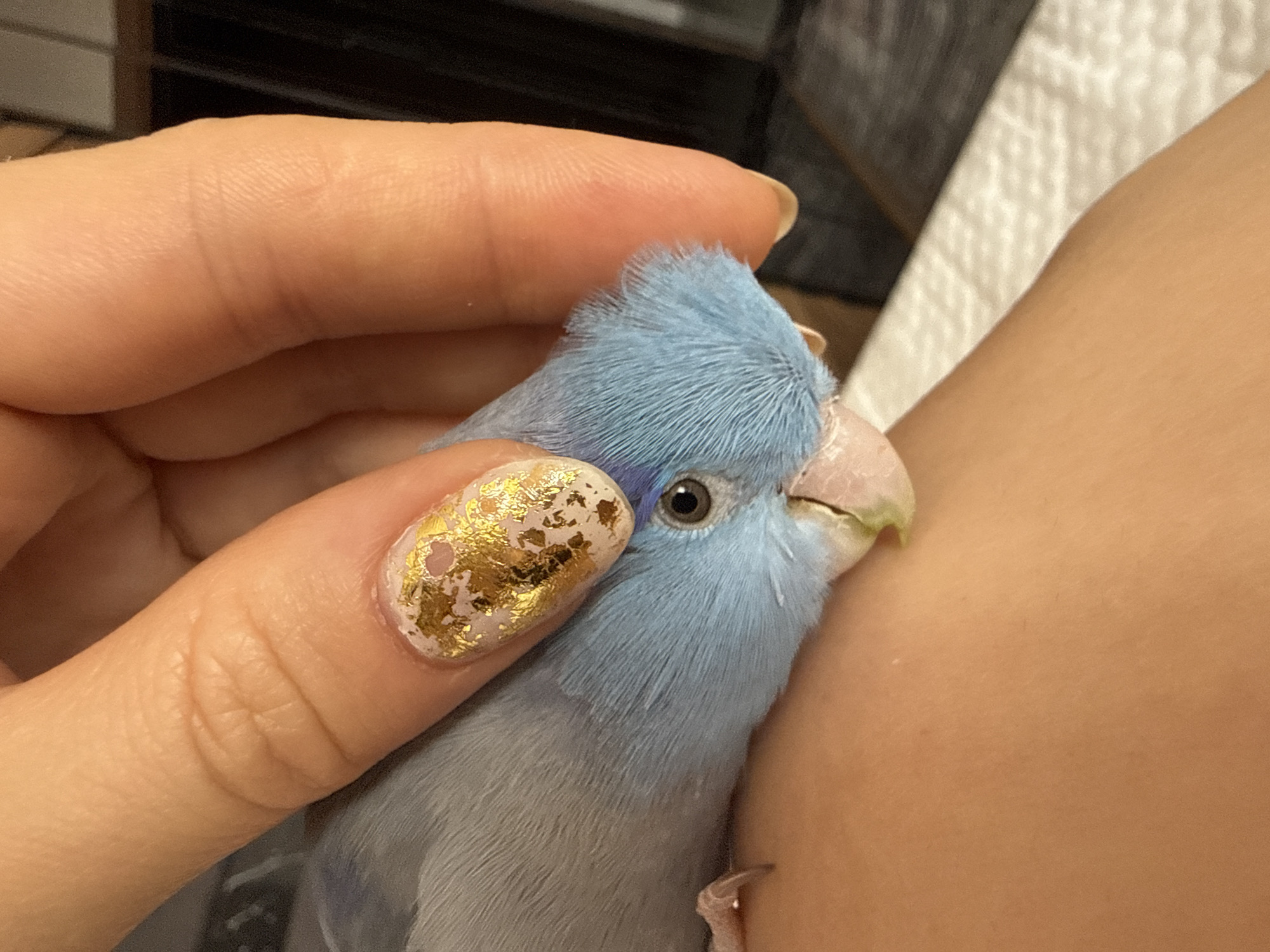 Budgies being budgies at home in Konya