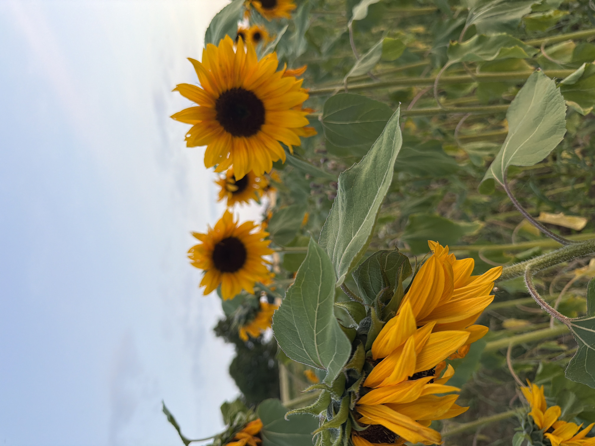 Summer evening in a sunflower field under a rising full moon