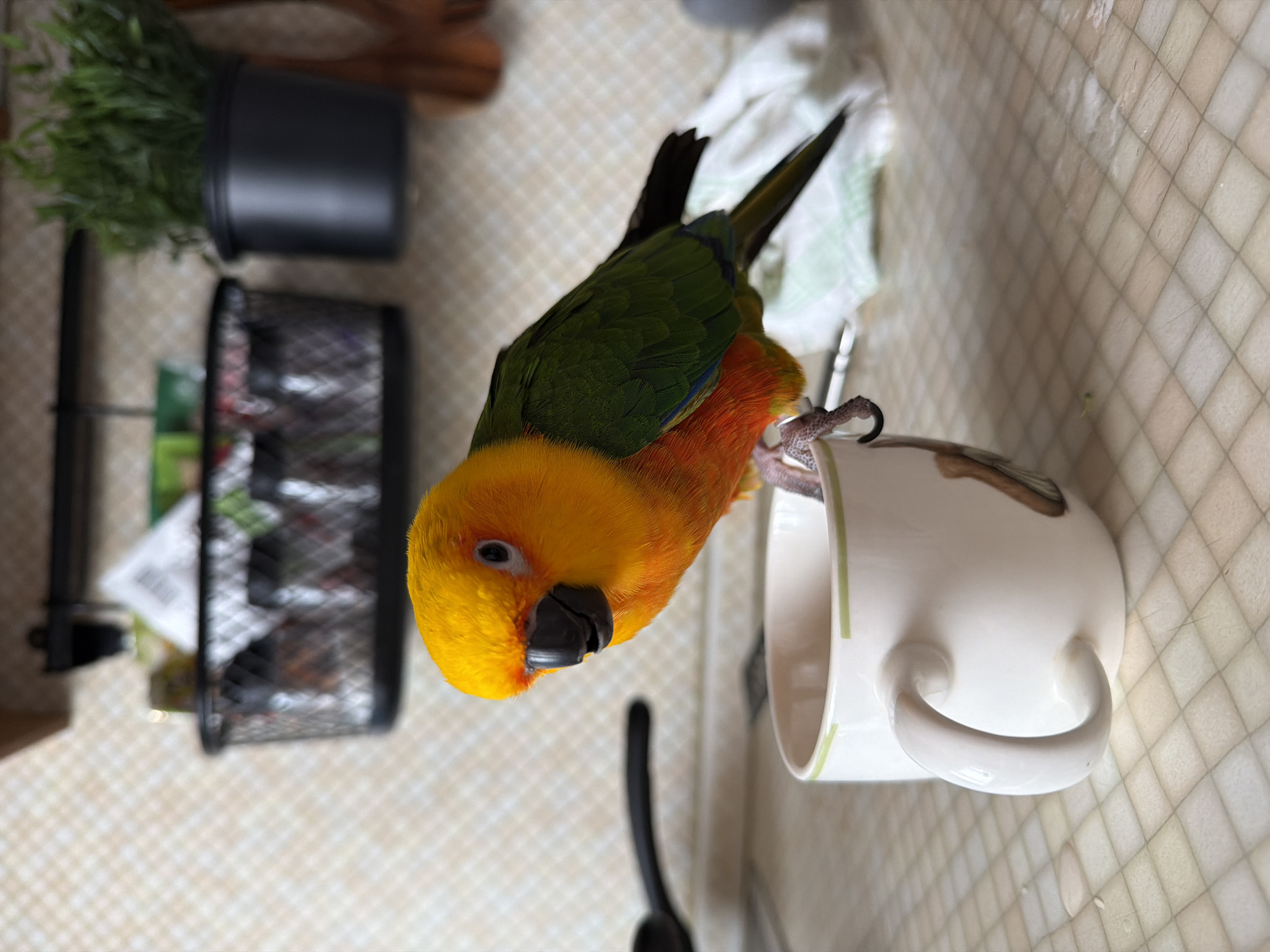 Sun conure parrot investigates a mug in the kitchen