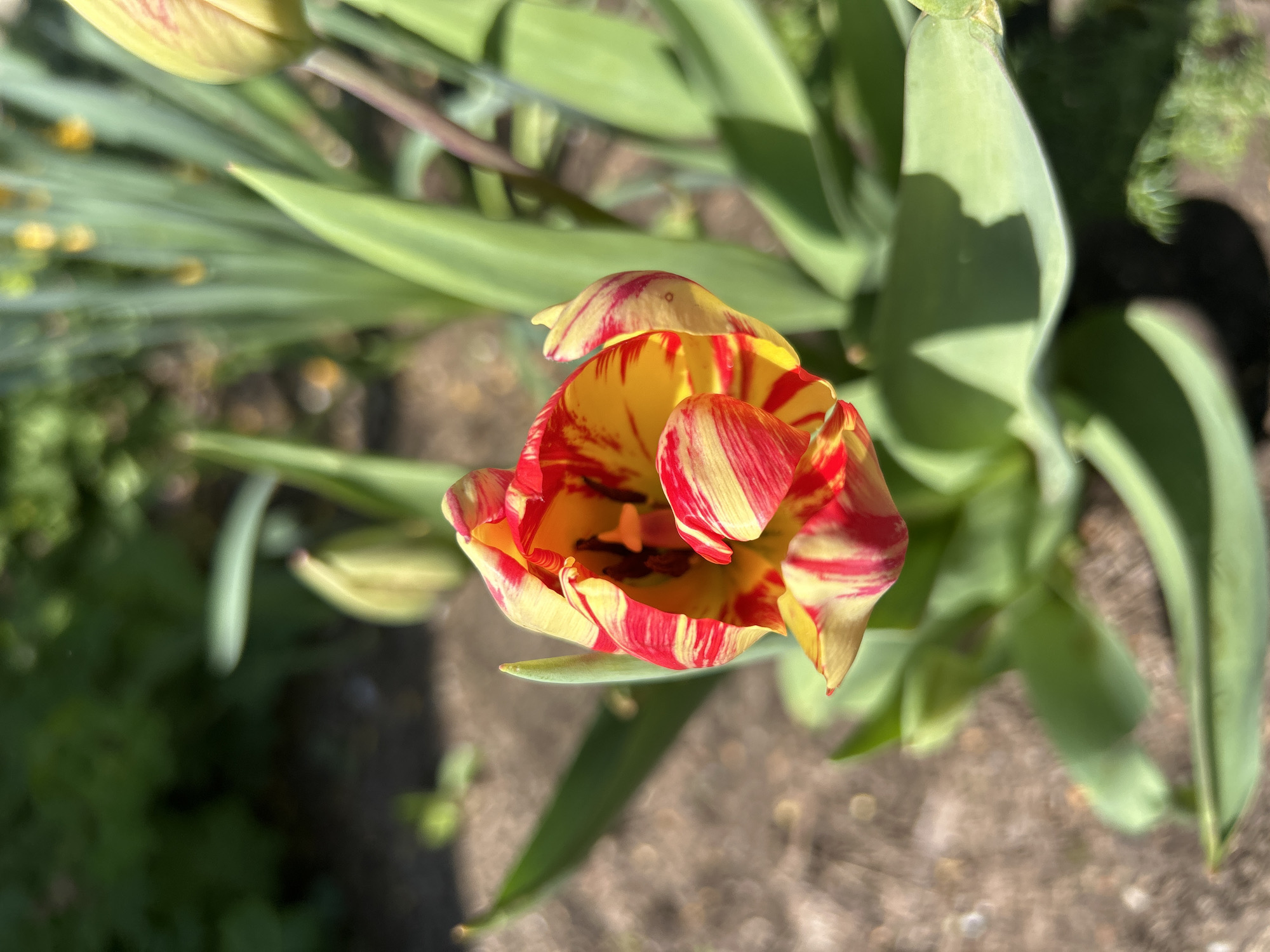 Spring flowers bloom in Tsalapitsa, Bulgaria gardens