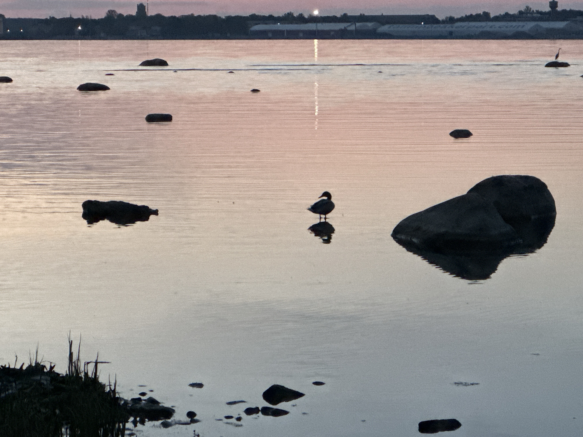 Twilight documentation captures serene Tallinn Bay with swans and coastal views