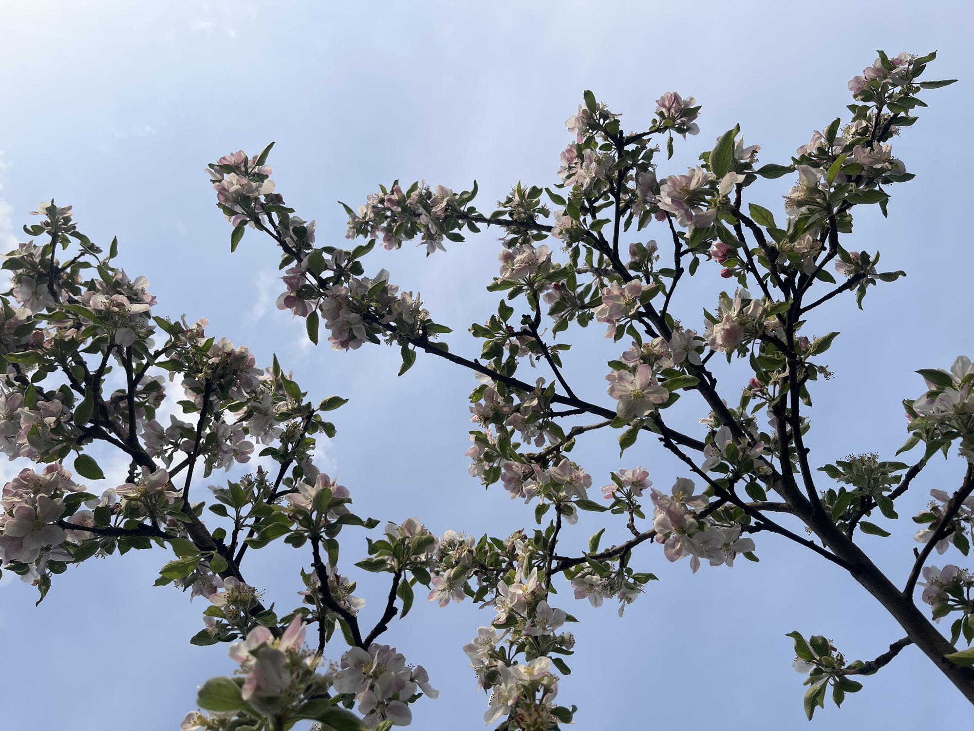 Spring walk documented through blooming Sofia streets and transit