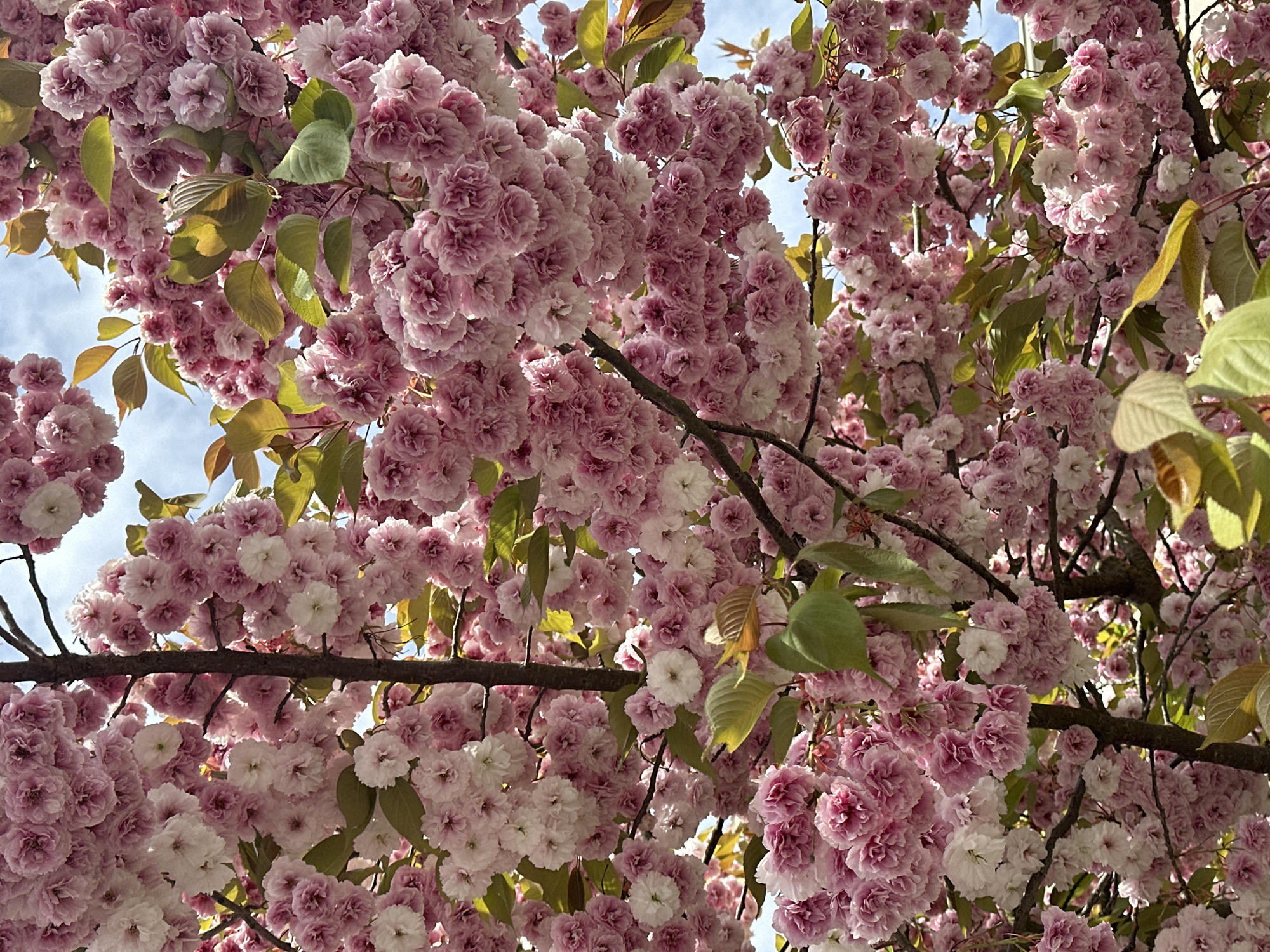 Cherry blossoms reach peak bloom in Richmond