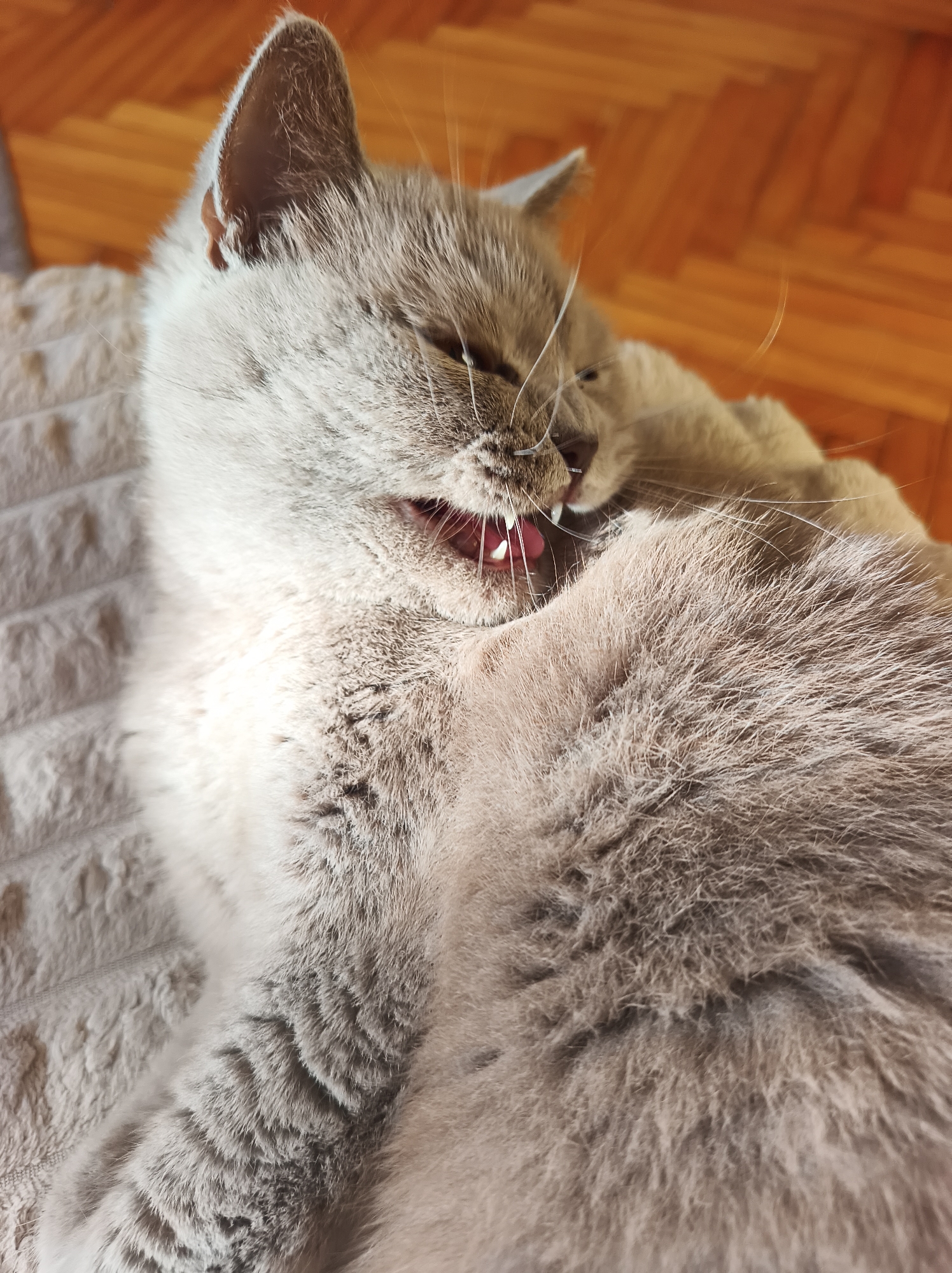 British Shorthair cat grooming session captured in Ternopil