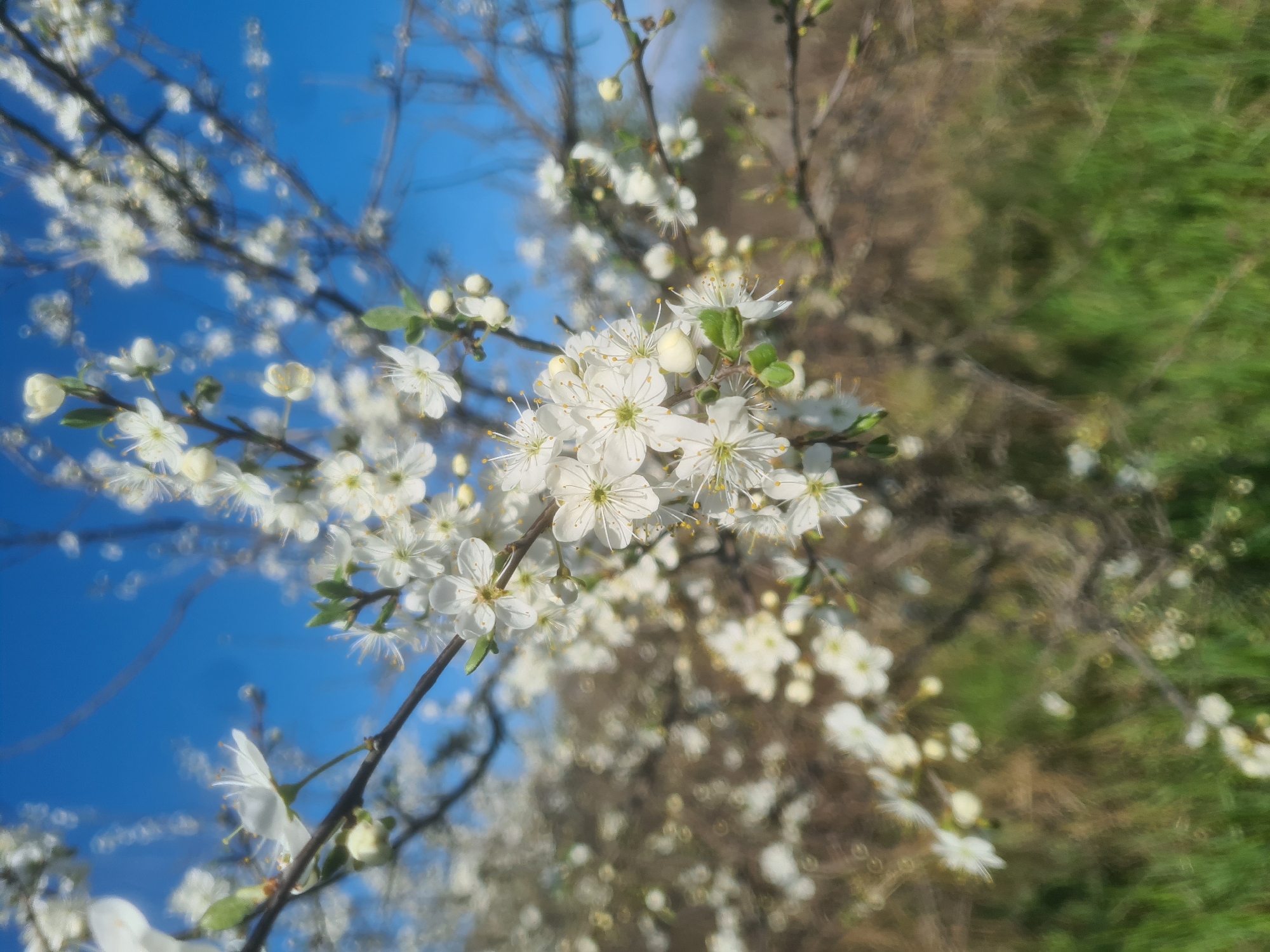 Spring blossoms documented in early morning Burgas, Bulgaria