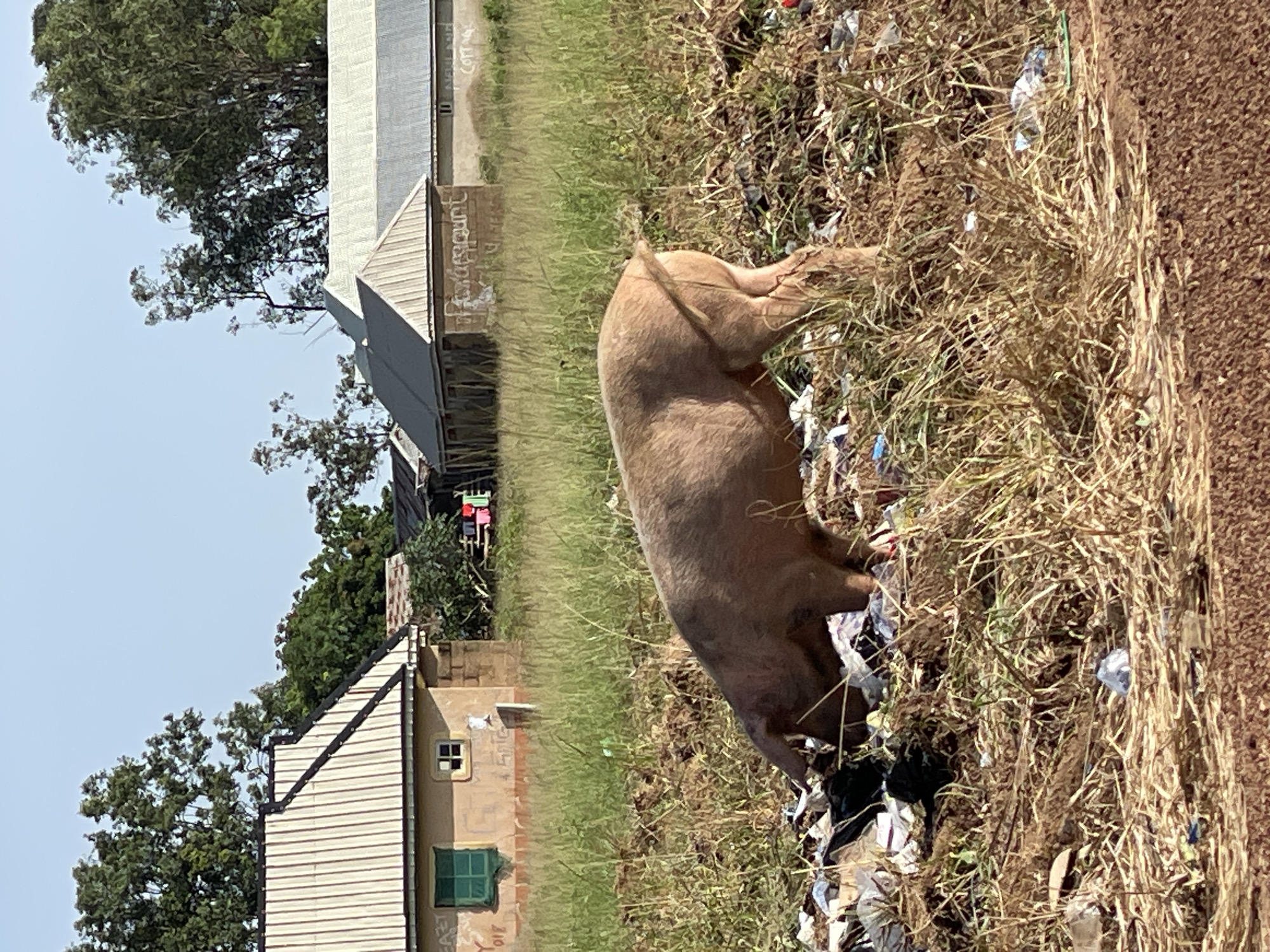 Car packed for travel, pigs in trash, daily life in Durimi