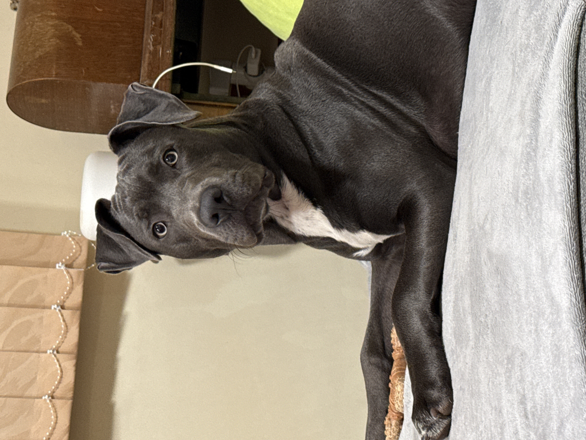 Pit Bull Terrier rests on towel in Zornitsa