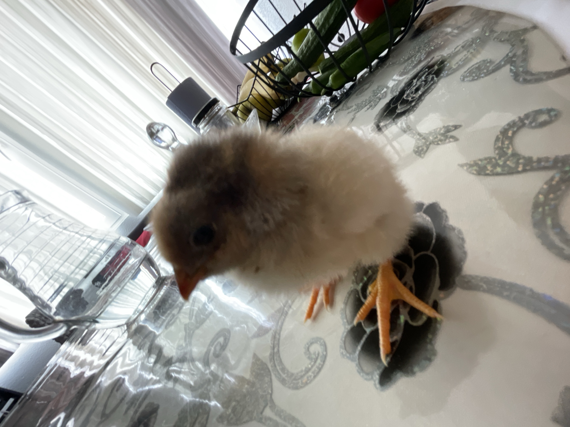 Baby chicks photographed on kitchen tables in Zlatograd, Bulgaria