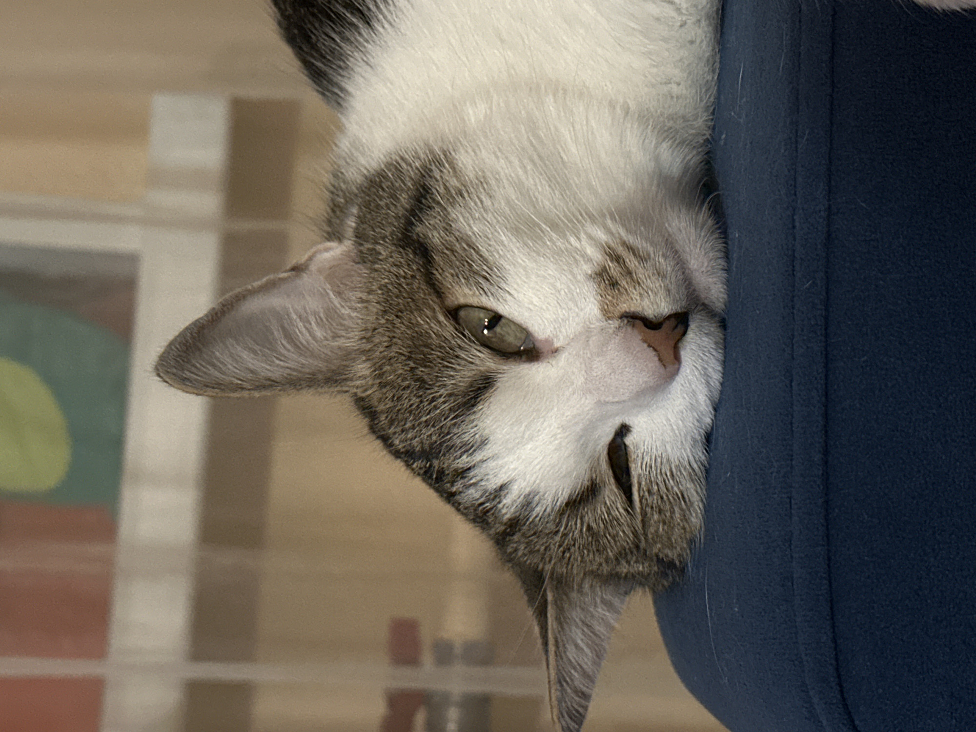 Cat naps on blue furniture in Krasnoyarsk
