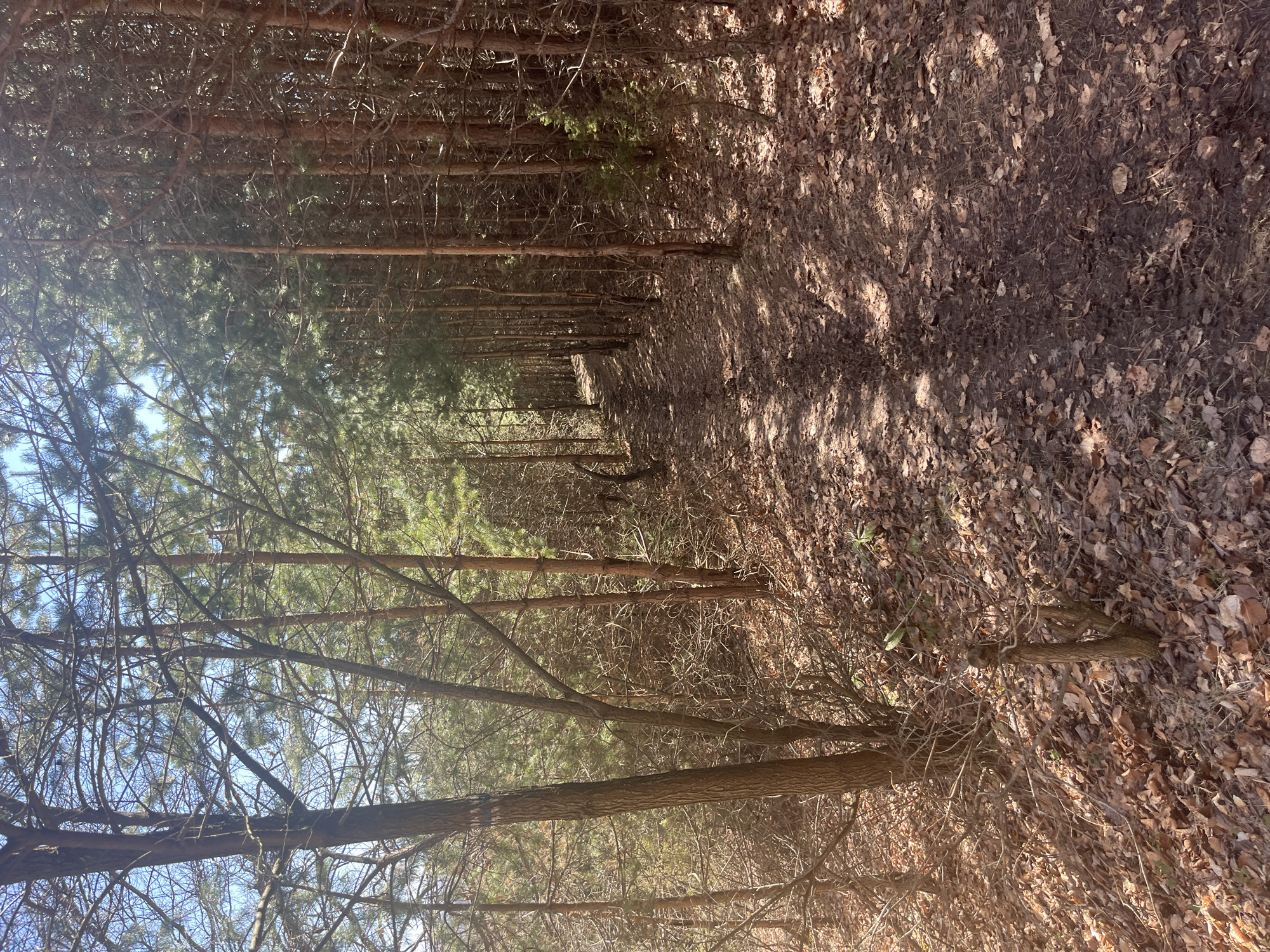 Leaf-covered forest path observed in Zheleznitsa pine woods