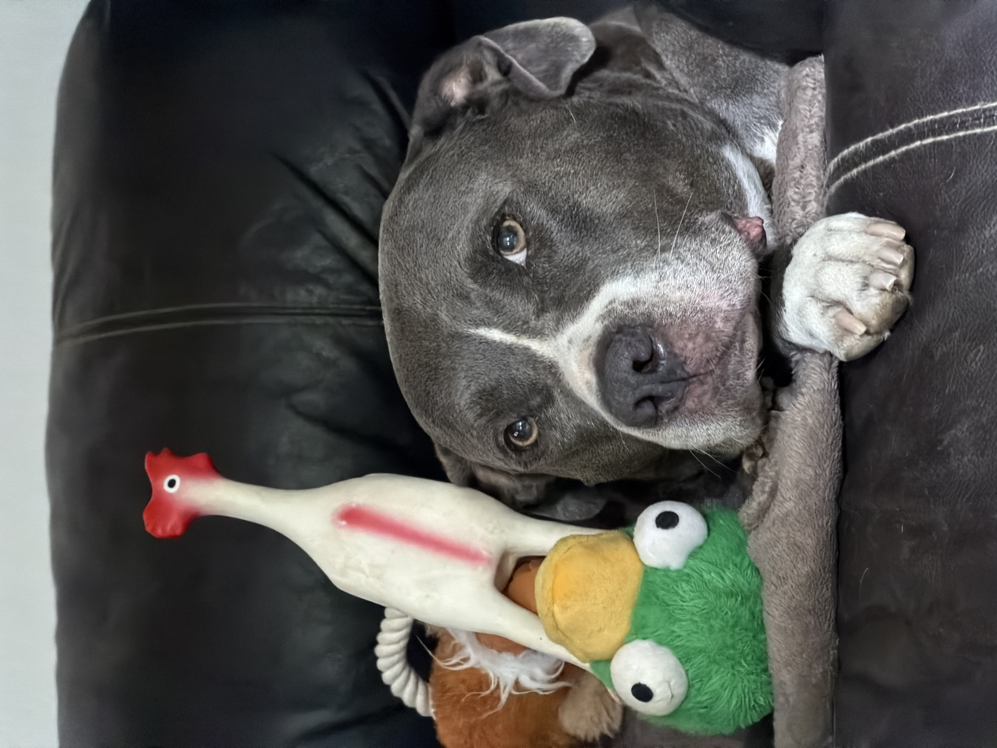Dogs lounging with their toys in Esch-sur-Alzette