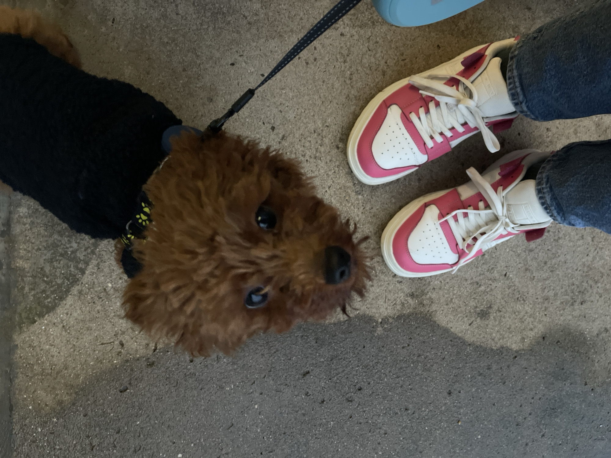 Dressed poodle photographed on leash in Sofia
