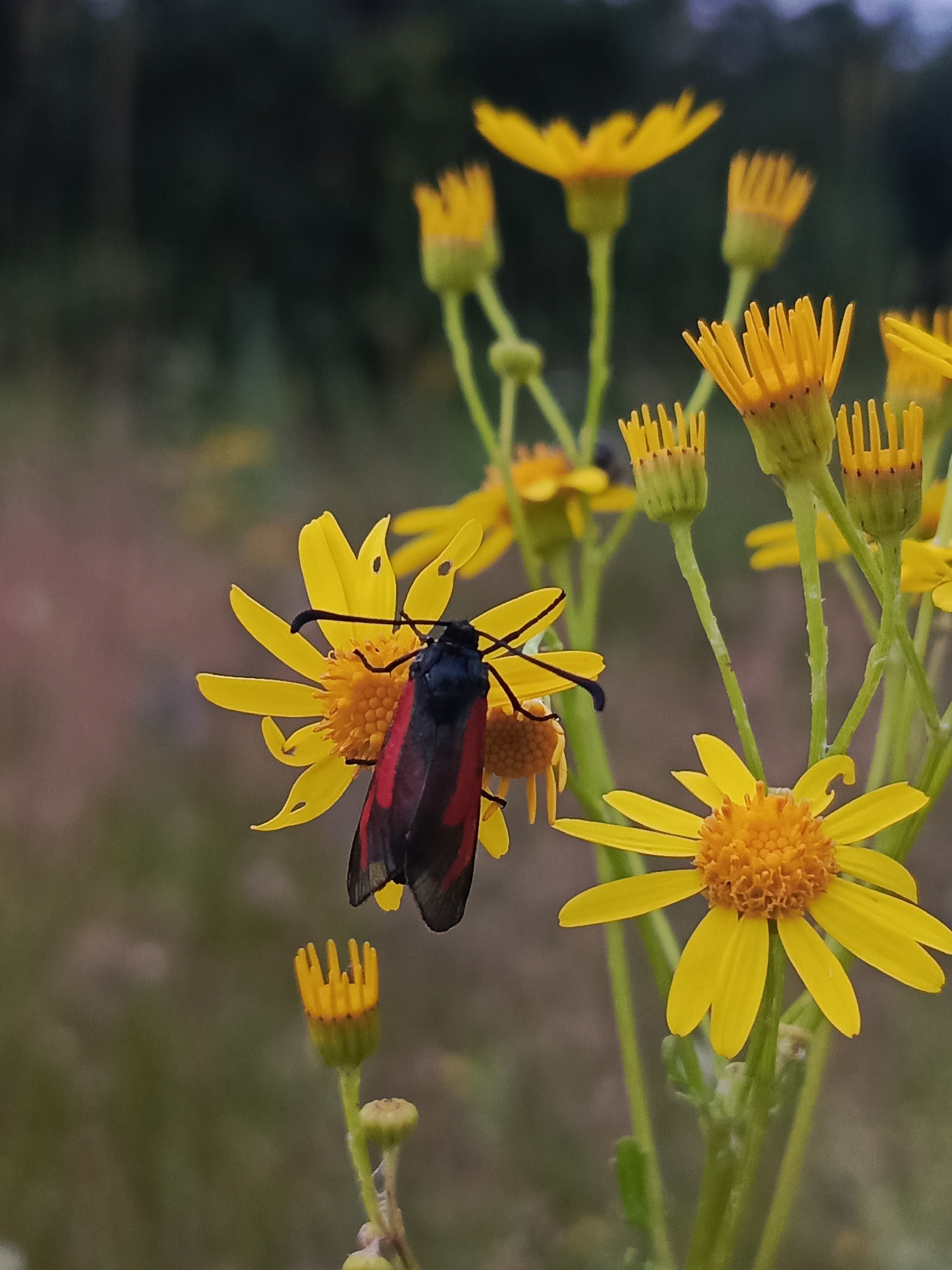 Moth on wildflowers, dog in the grass — summer afternoon in Russia
