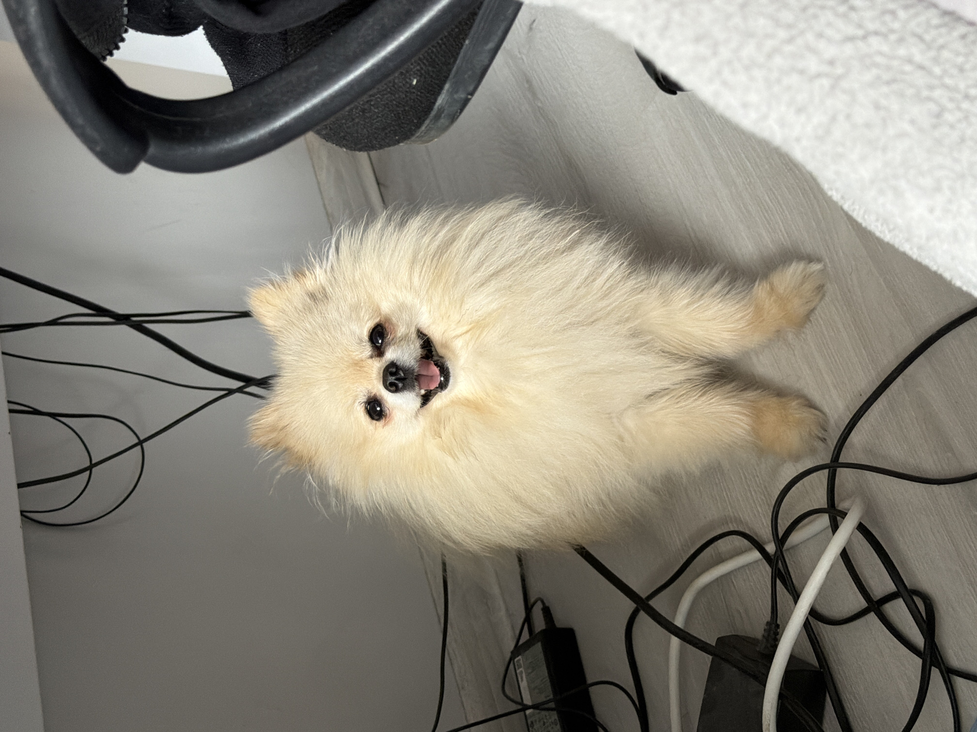 Pomeranian dog rests indoors in Varna office space