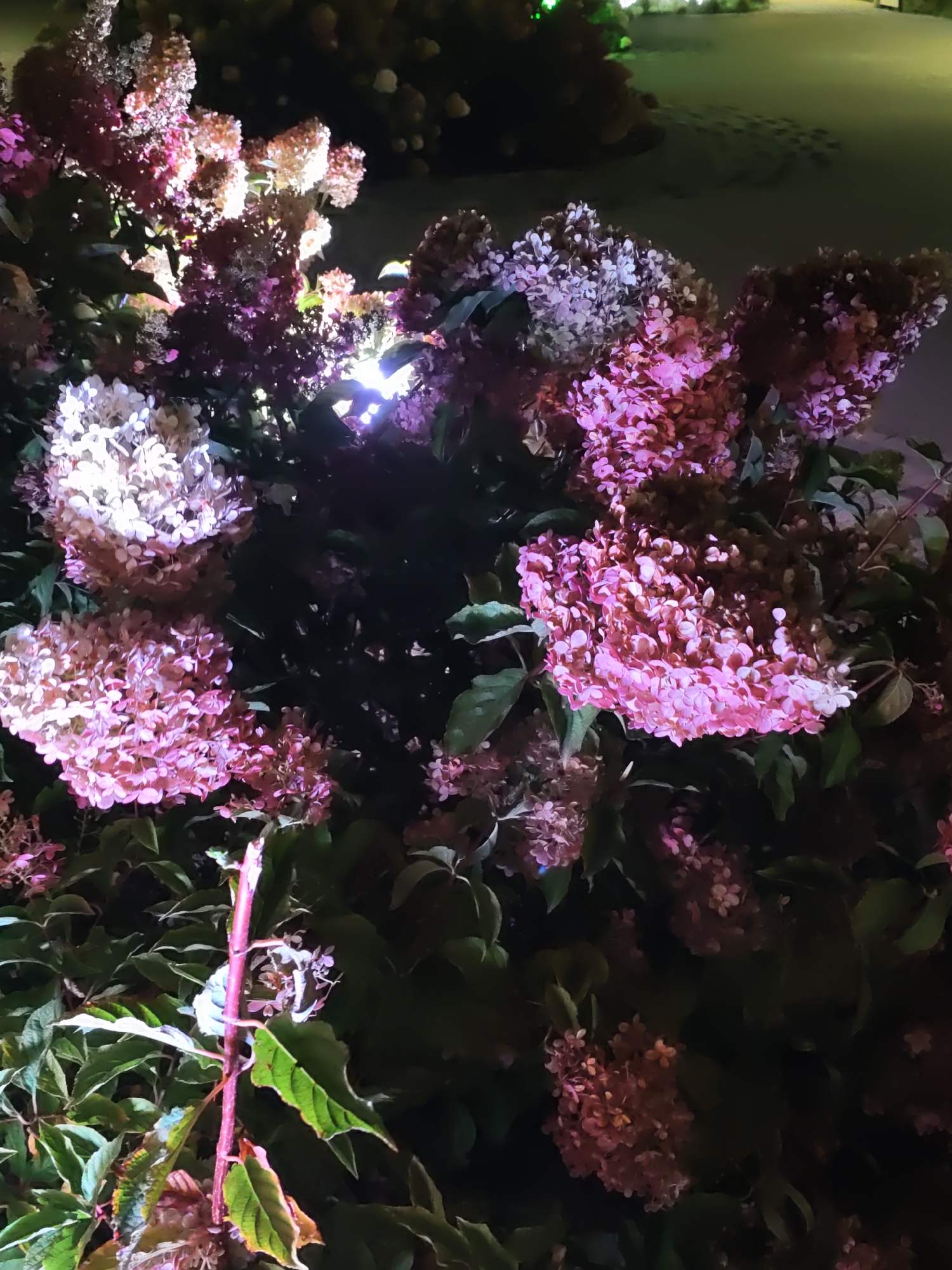 Event